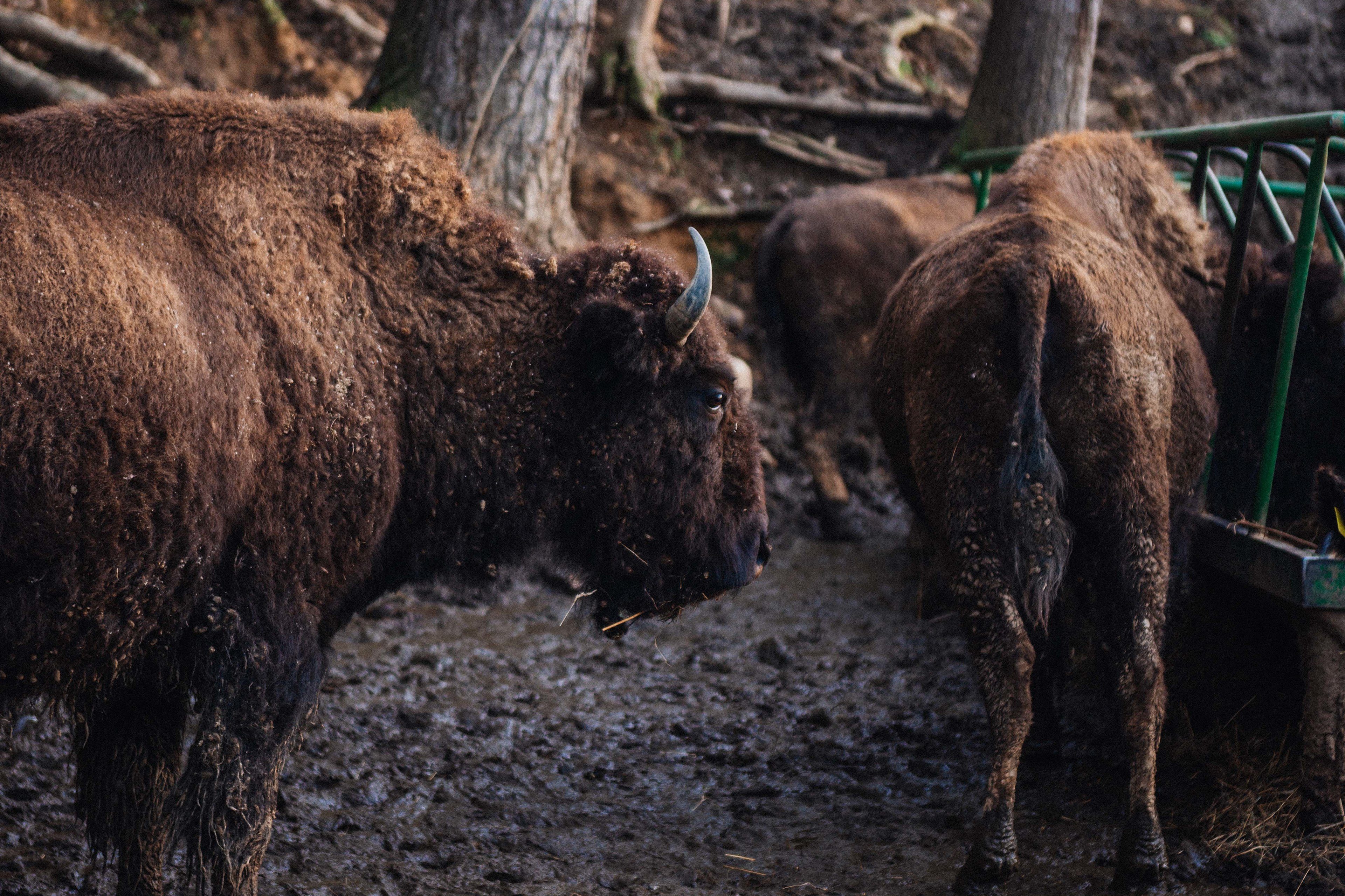 Buffalo Creek Vacations