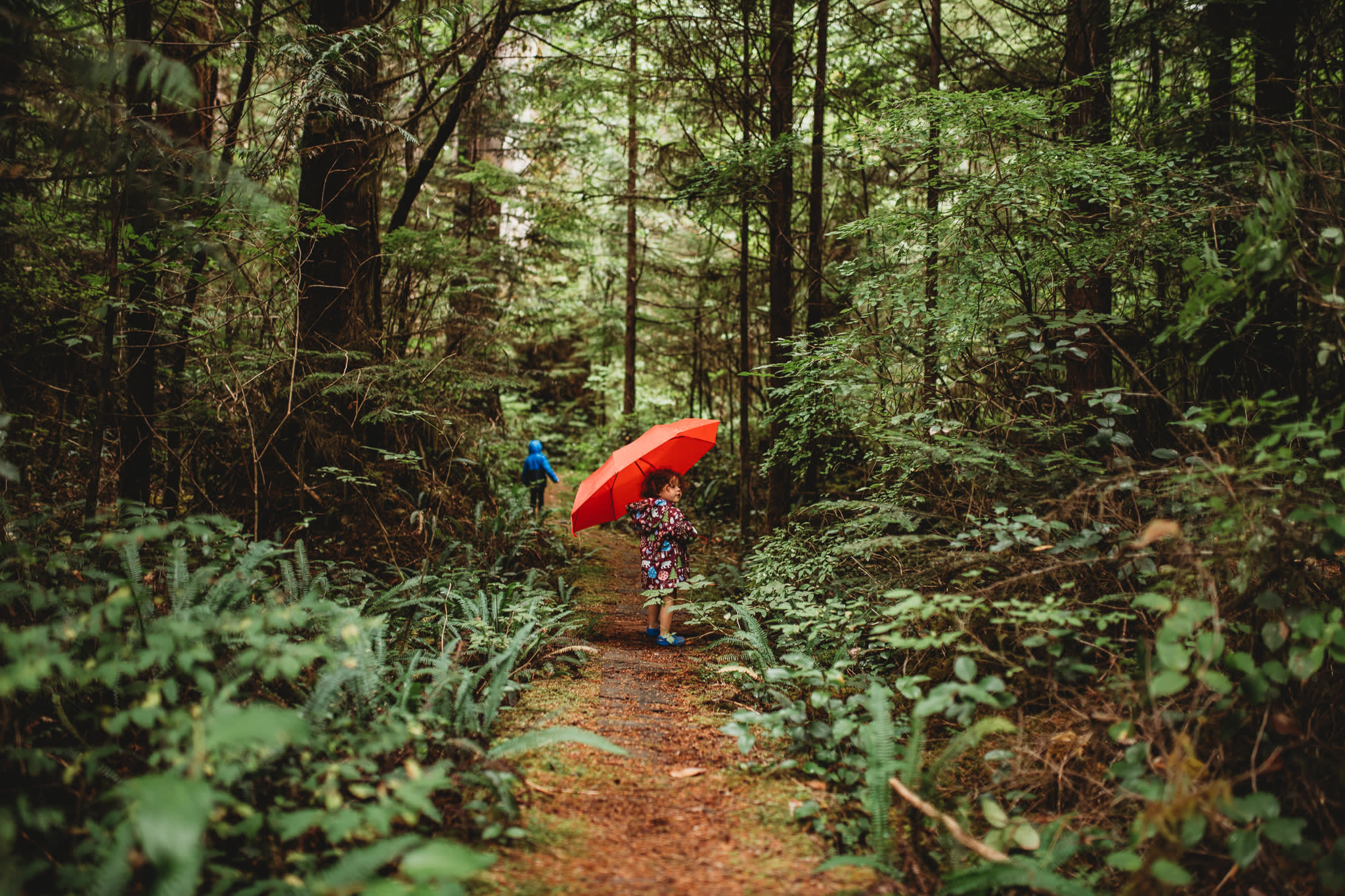 Boardwalk amongst old growth cedar trees.