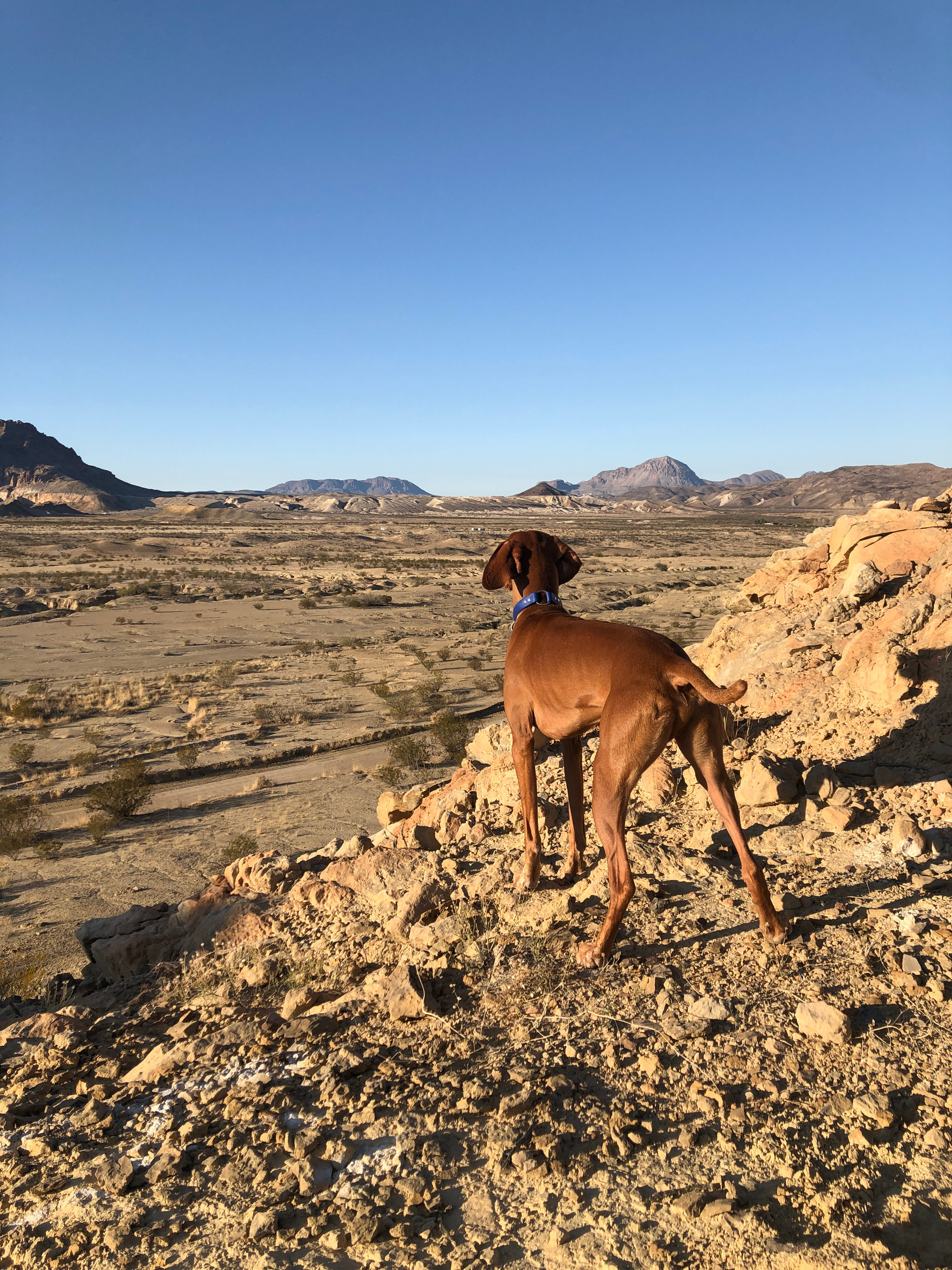 Goat Pens, Cigar Springs Ranch