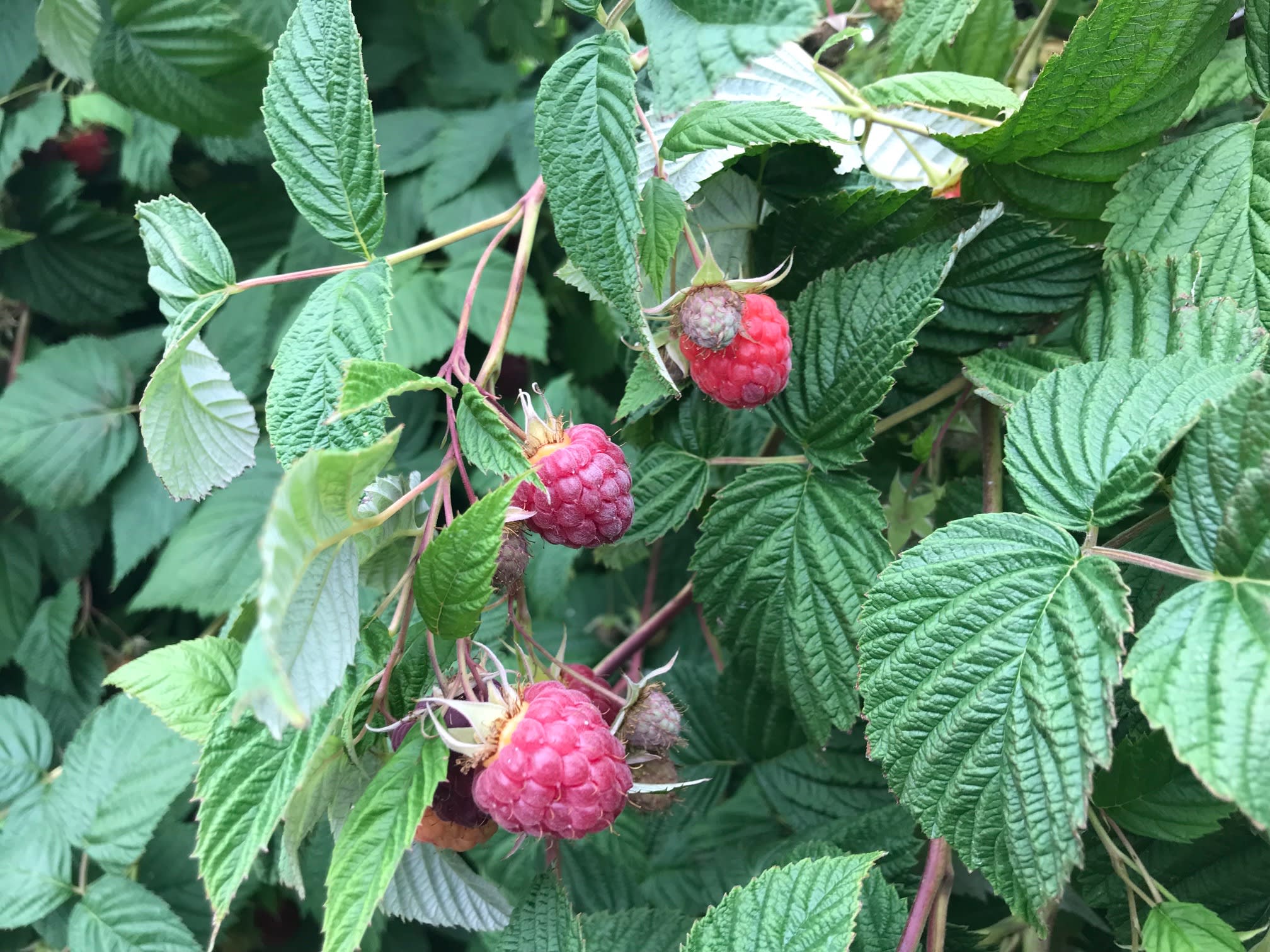Berries in July 