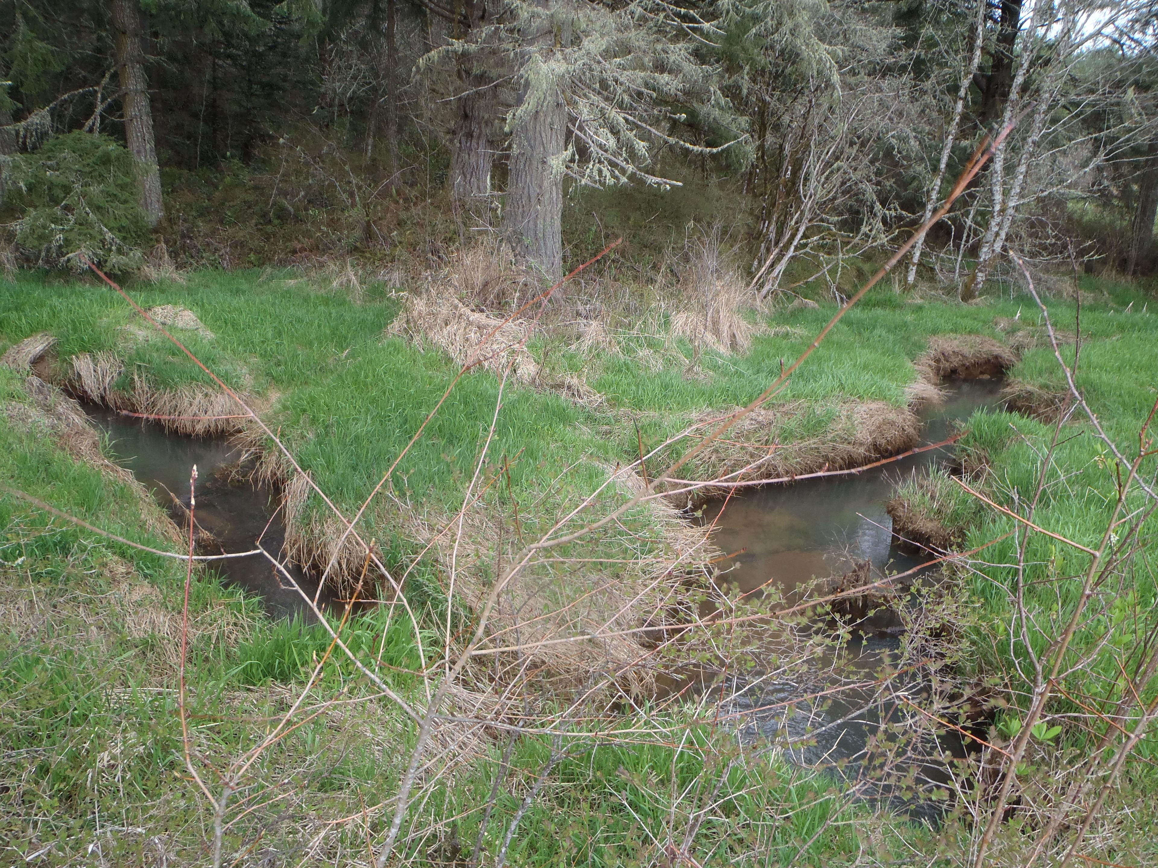Nice meanders in the creek between sites 1 and 2.  Maybe you will see a beaver!