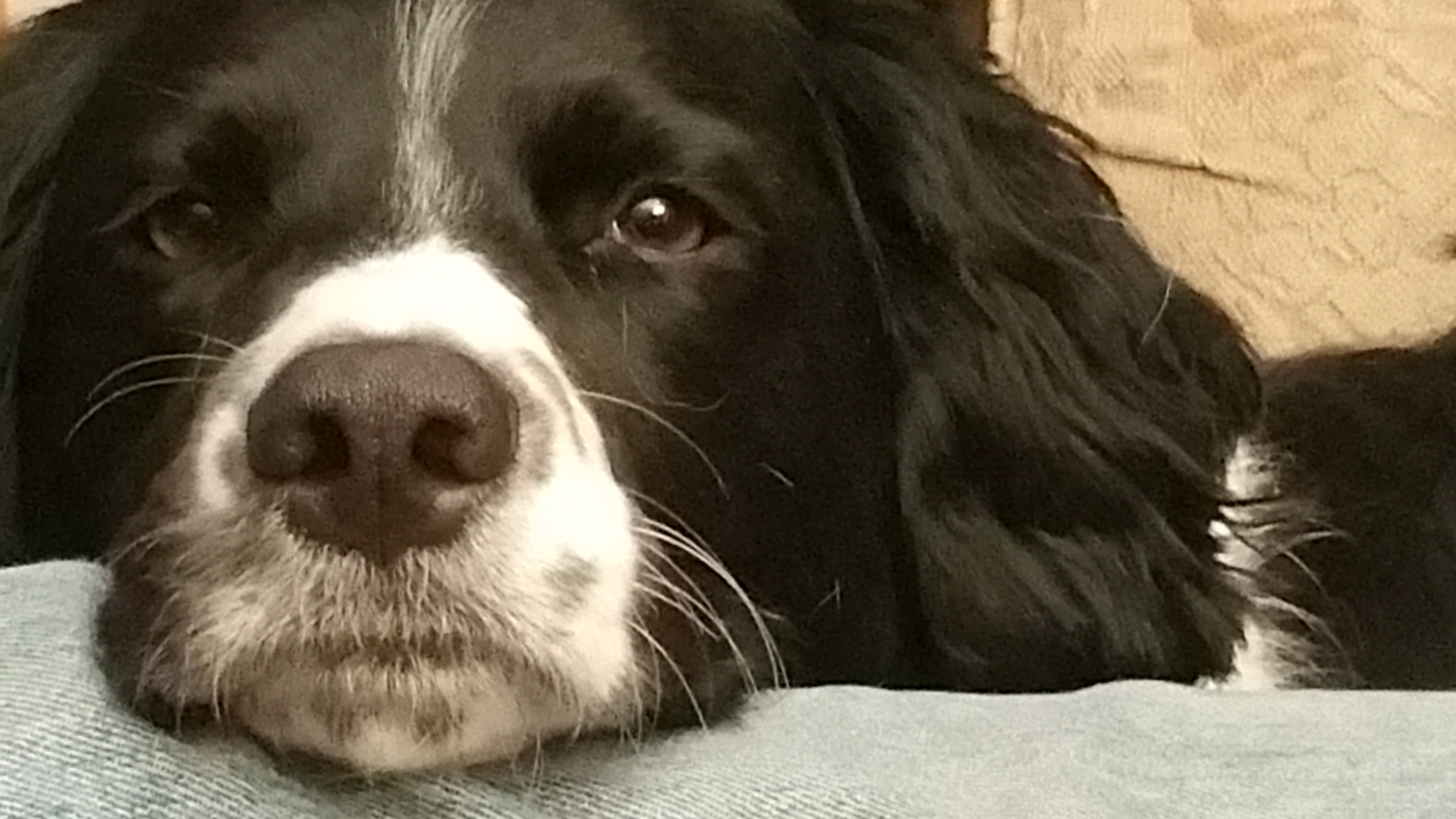 Our Service Dog, Cassie