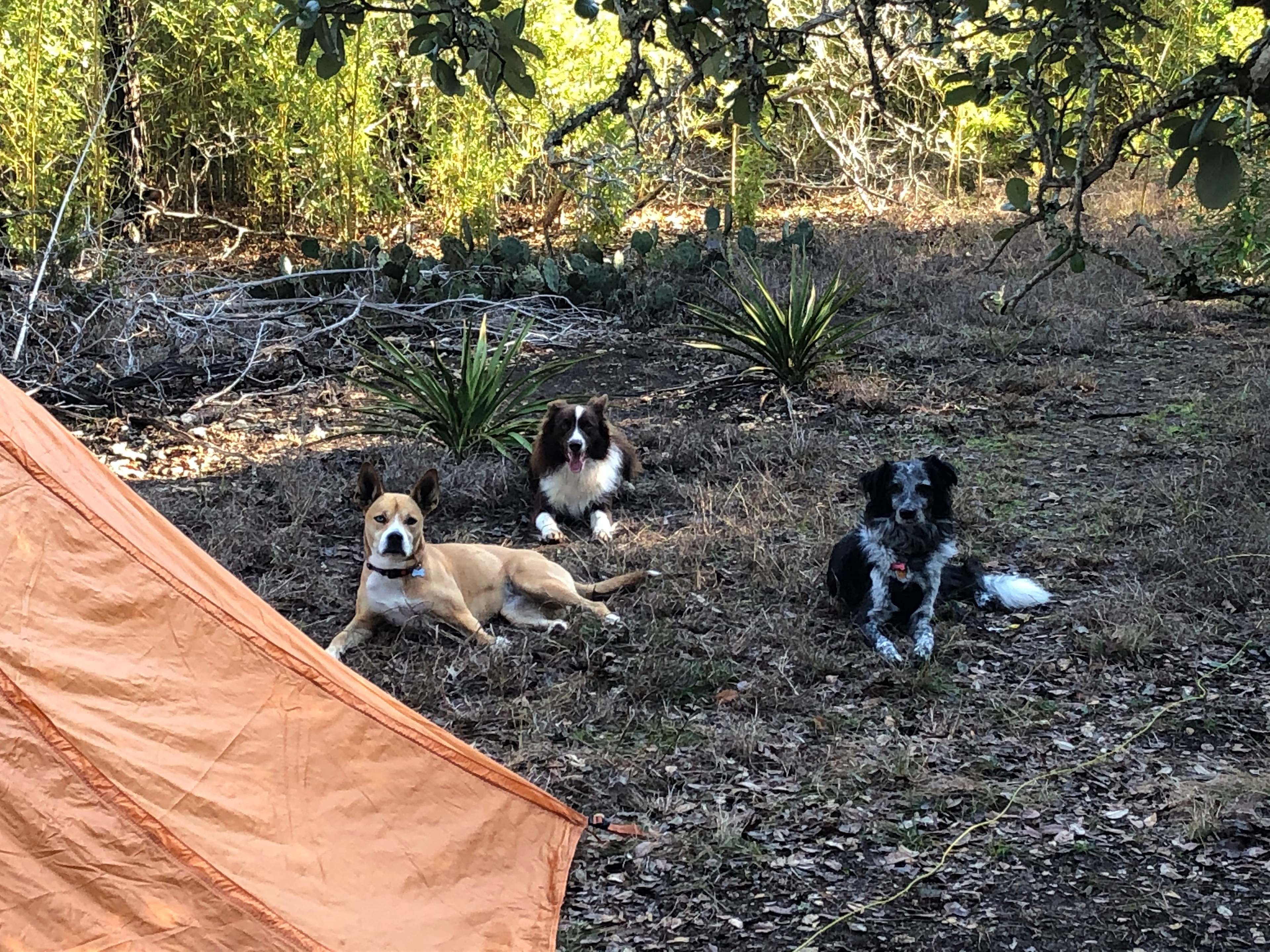 Two friendly pups to play with our pup!