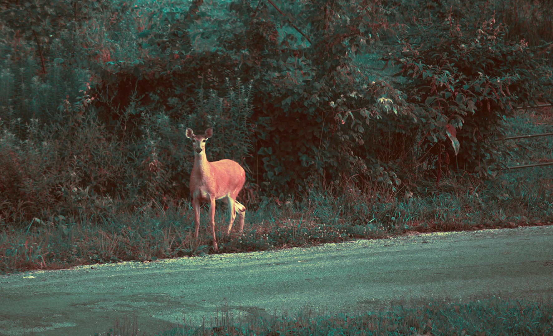 Morning visitors, deer love to see what our cabin guests are up to.