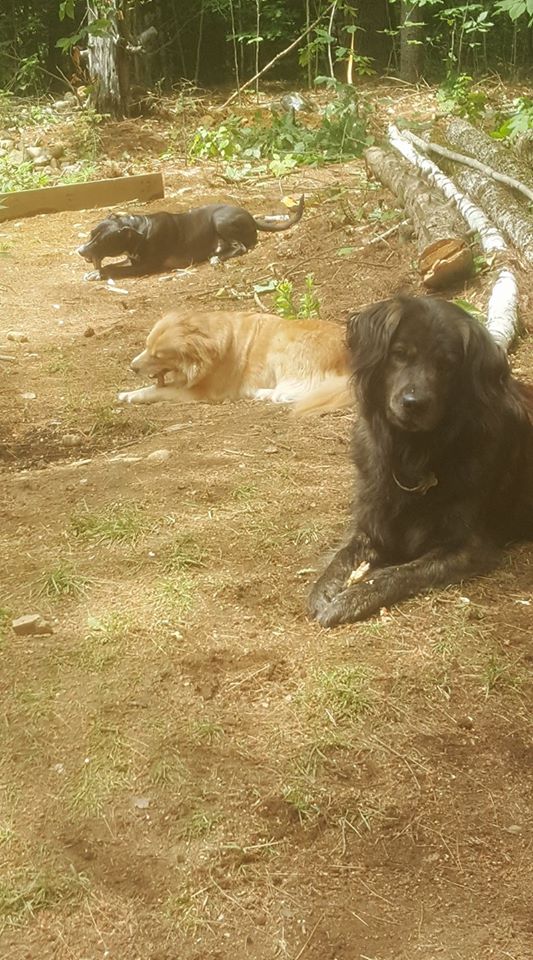 Artist's Cabin @ Stone Hill hostel.