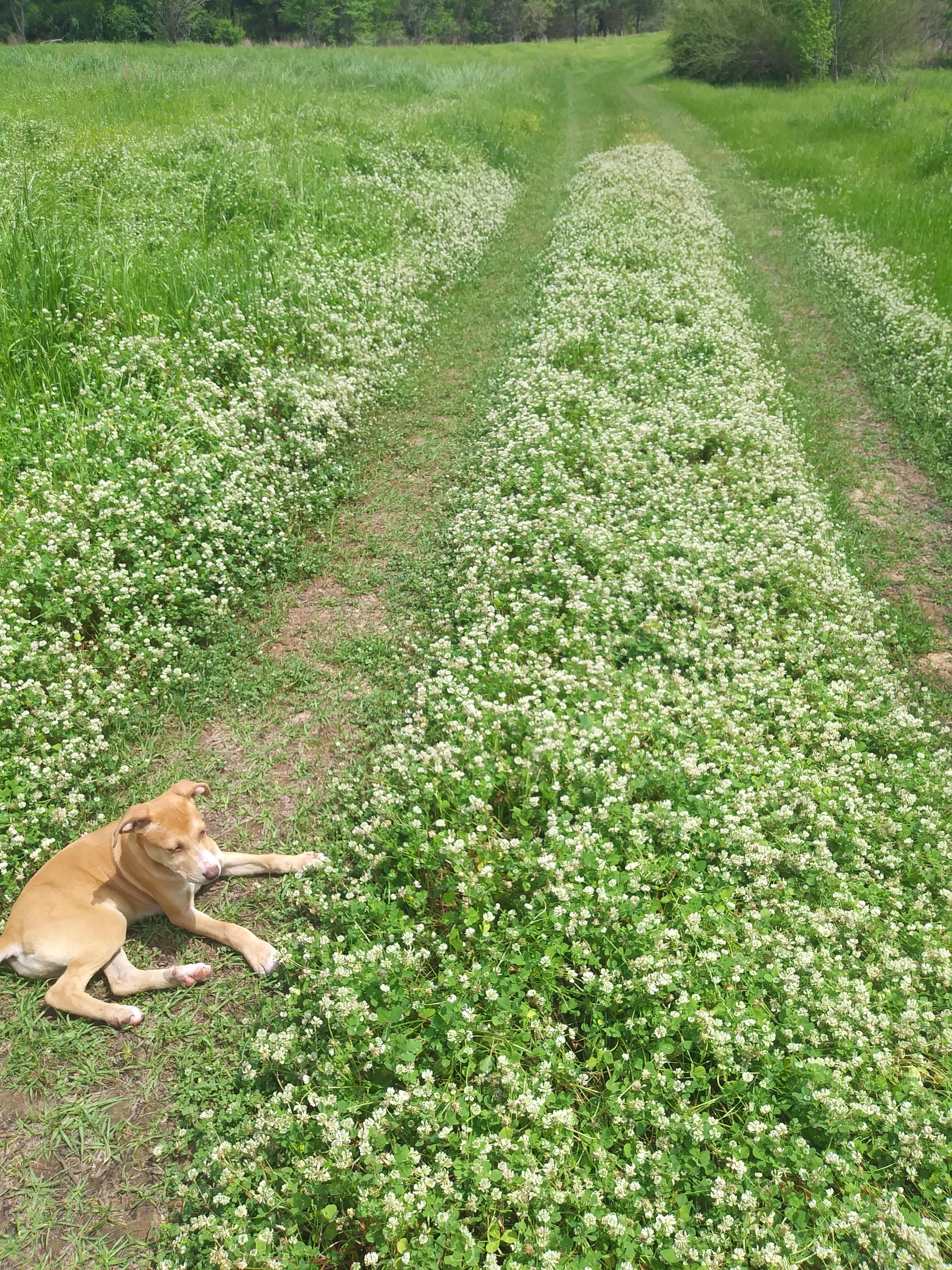 Murchison Farm's Primitive Camping