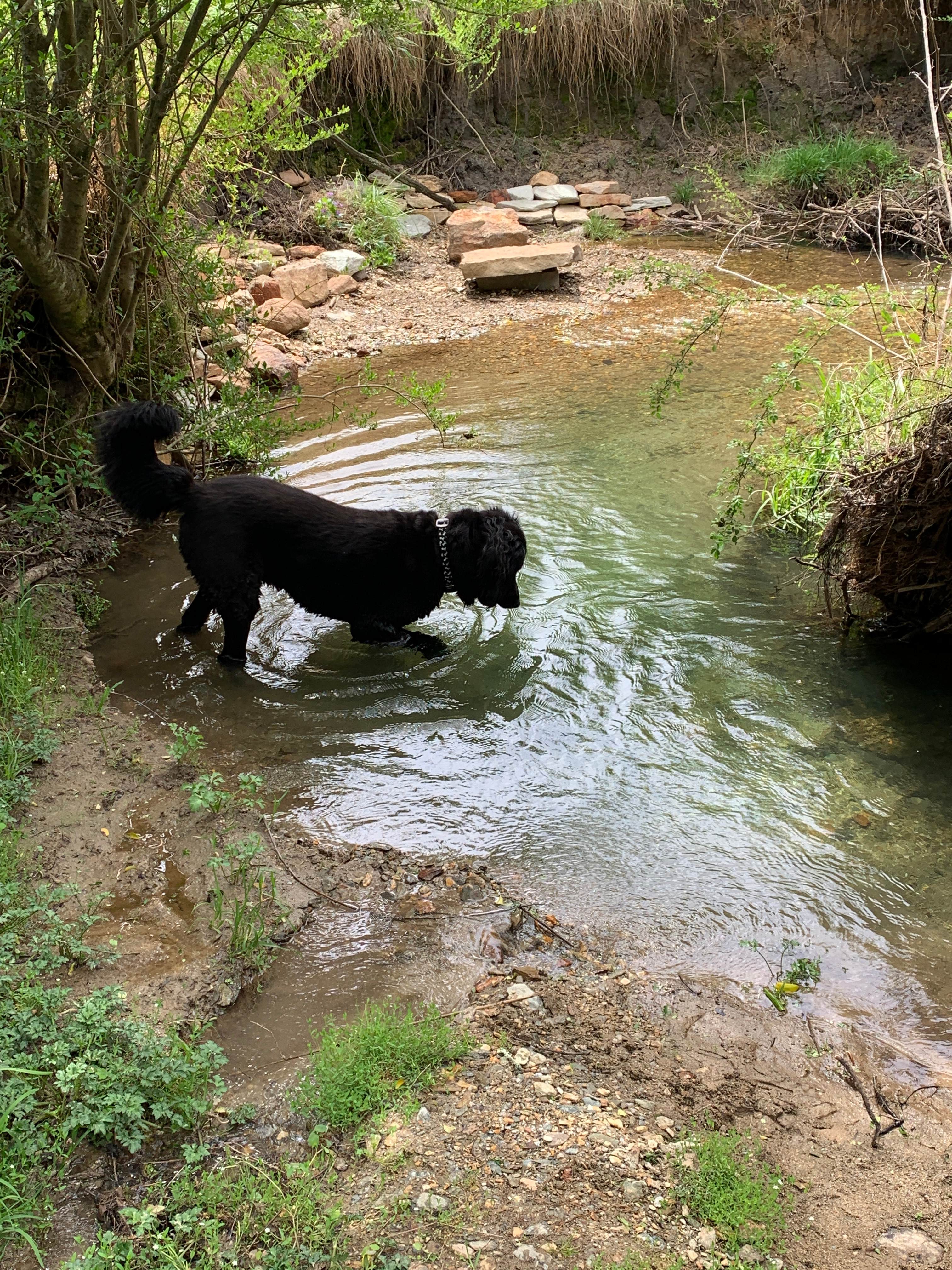 Hank looking for fish in campsite creek