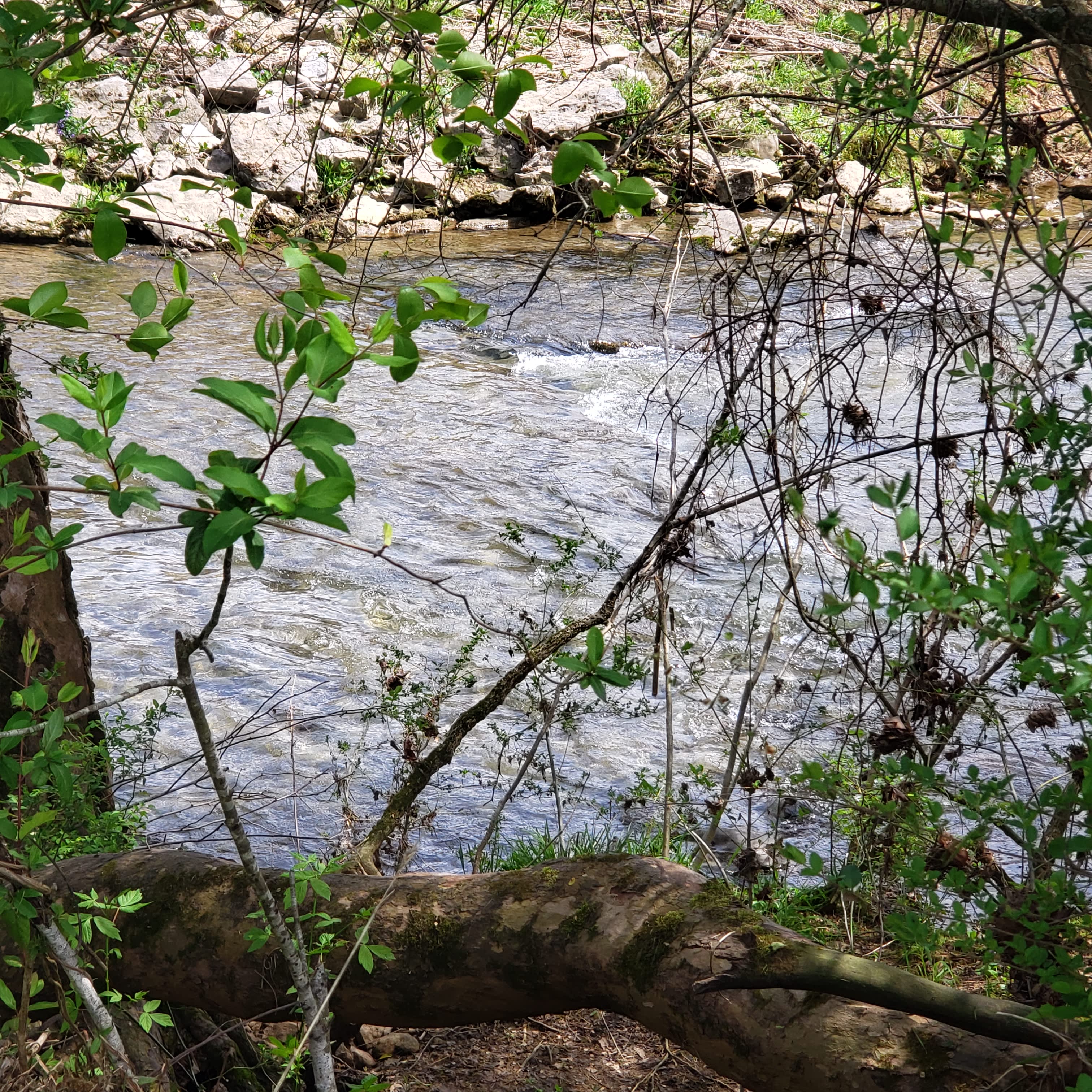 A year round creek will lull you to sleep