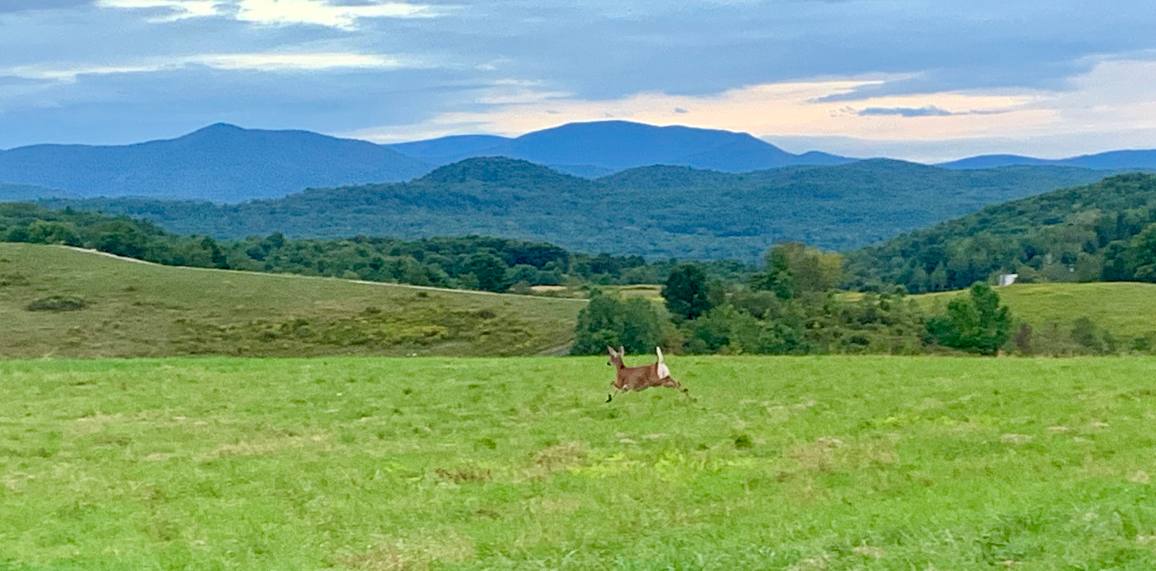 View of Green Mountain National Forest from one of our highest sites. 