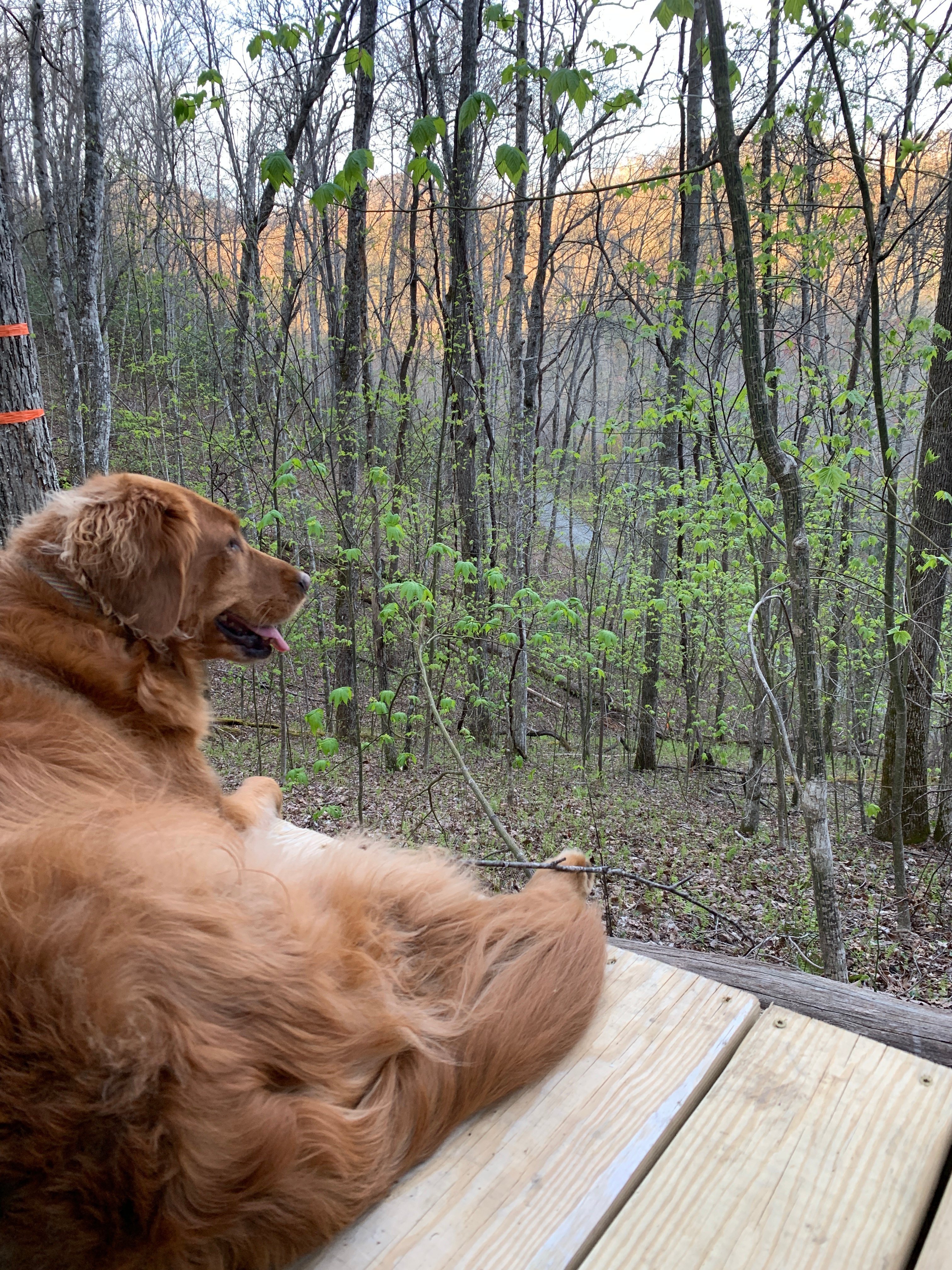 Nantahala: Cabins & Campsites