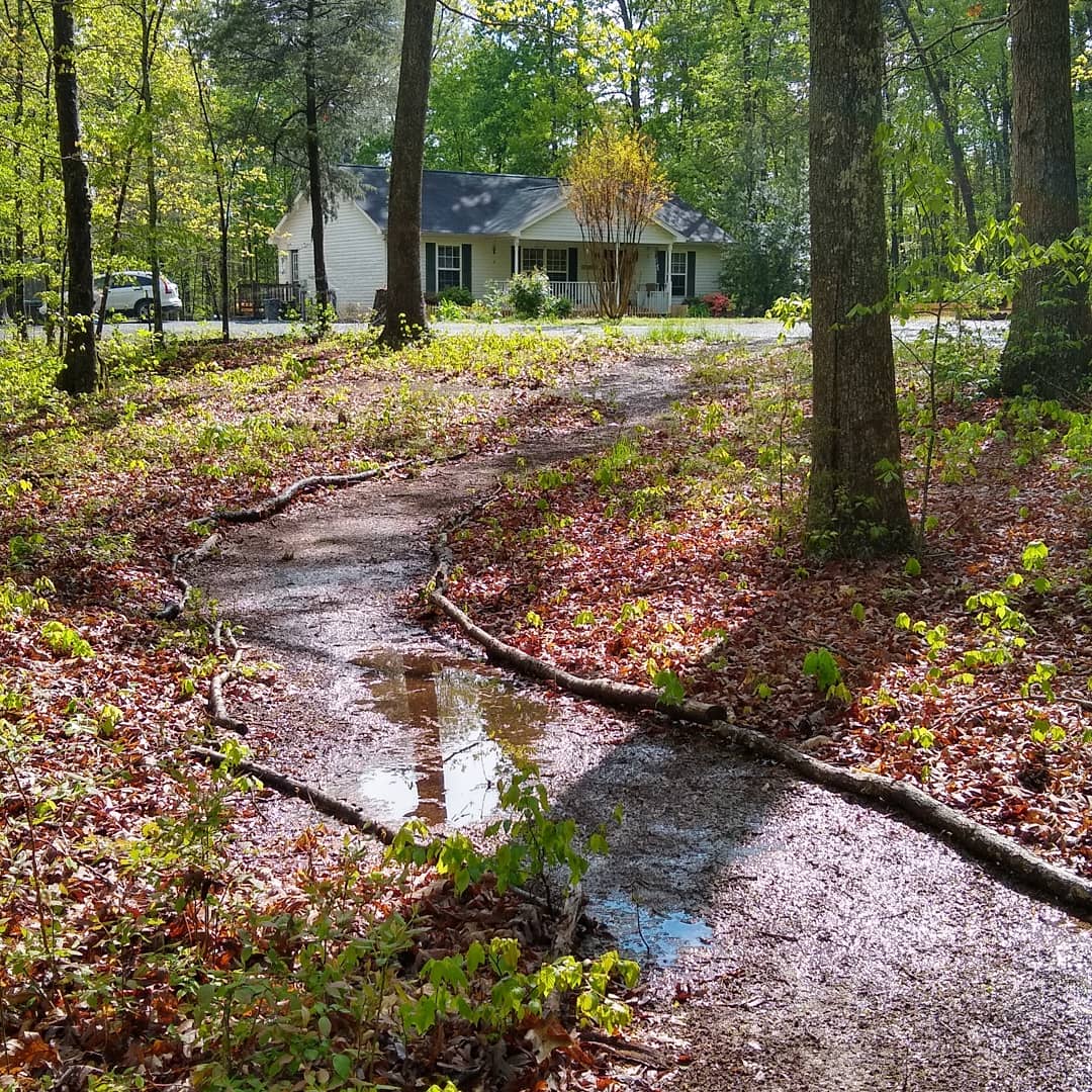 The Forest Sanctuary