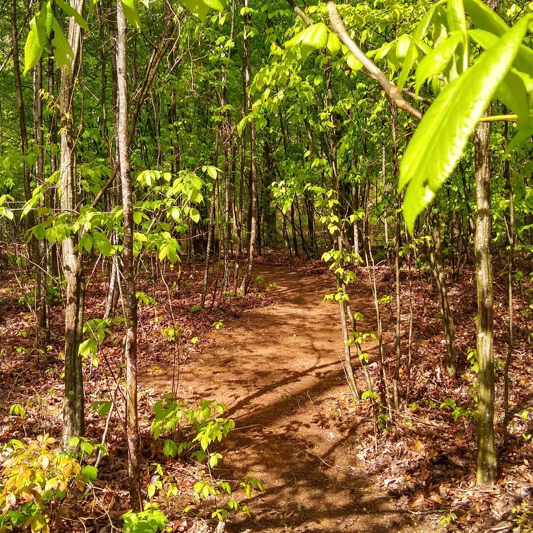 The Forest Sanctuary