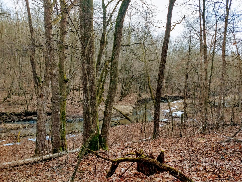 The terrain is mostly deciduous forest.  A creek meanders through the main camping area.