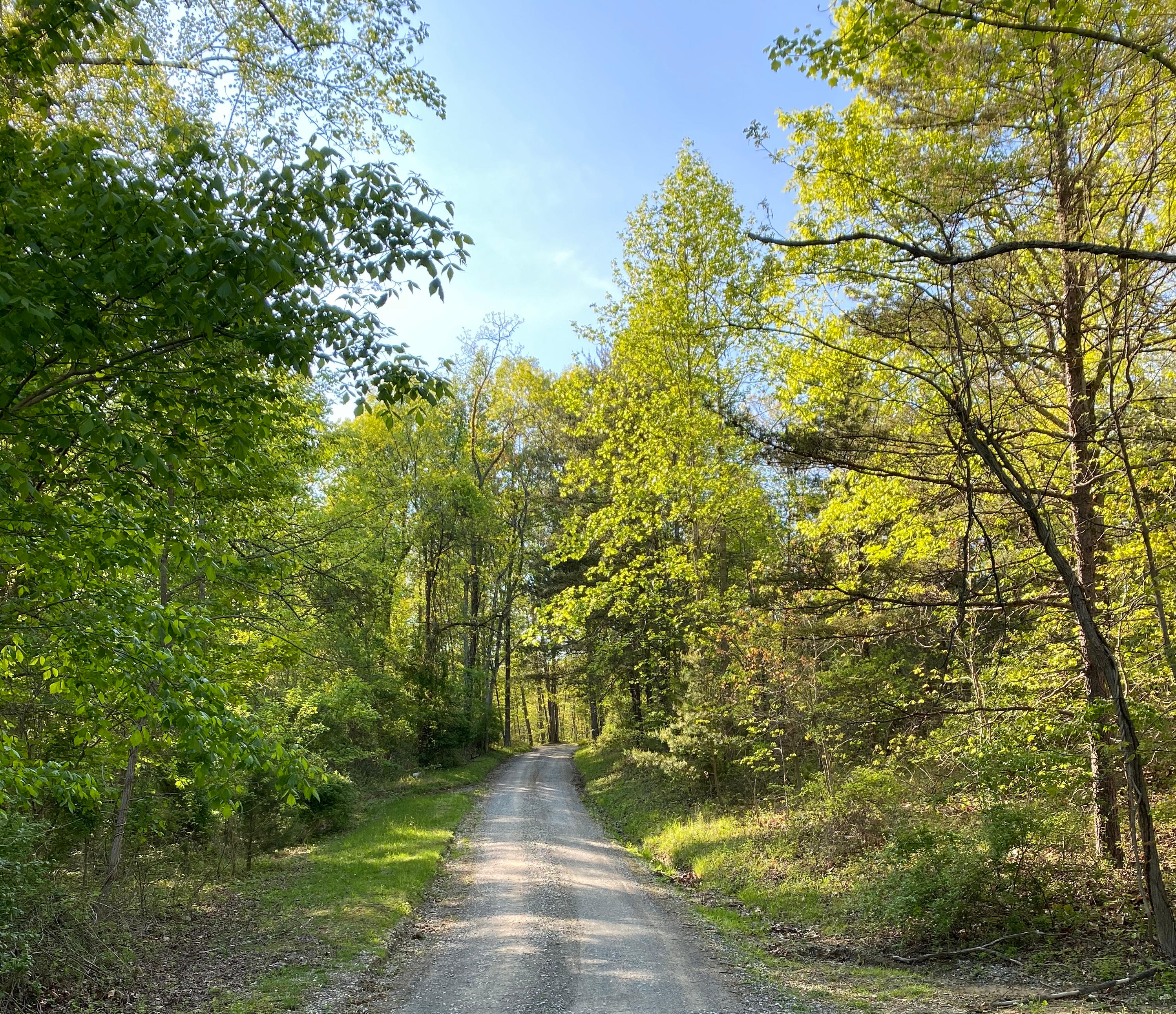 The lane leading up to campsite