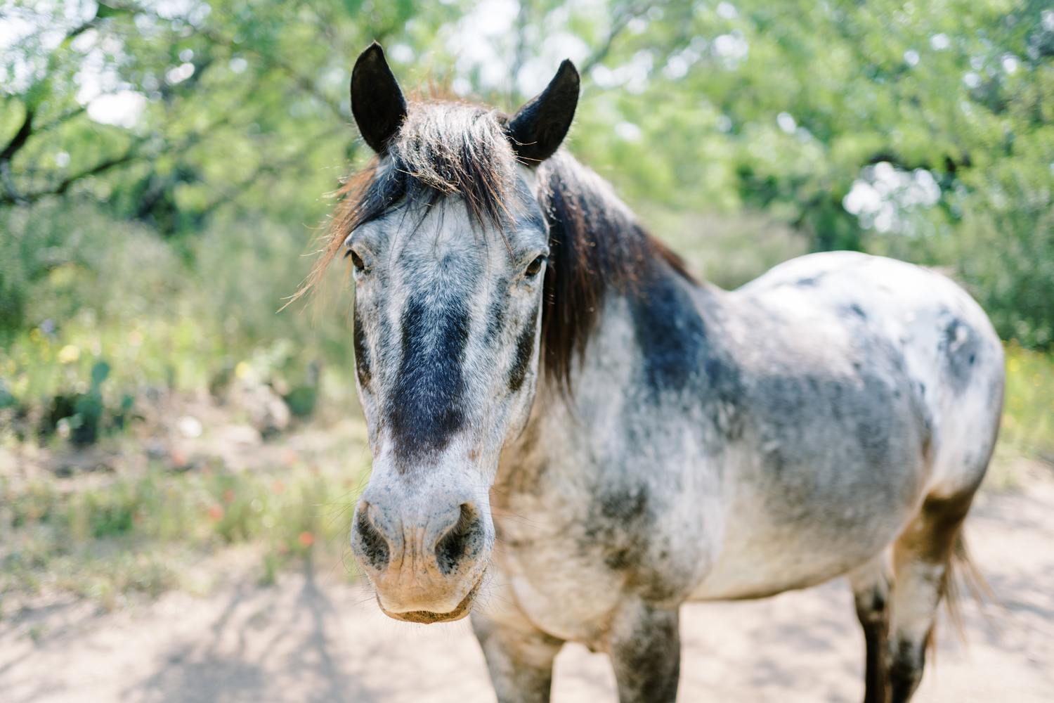 Lots of horses on her land
