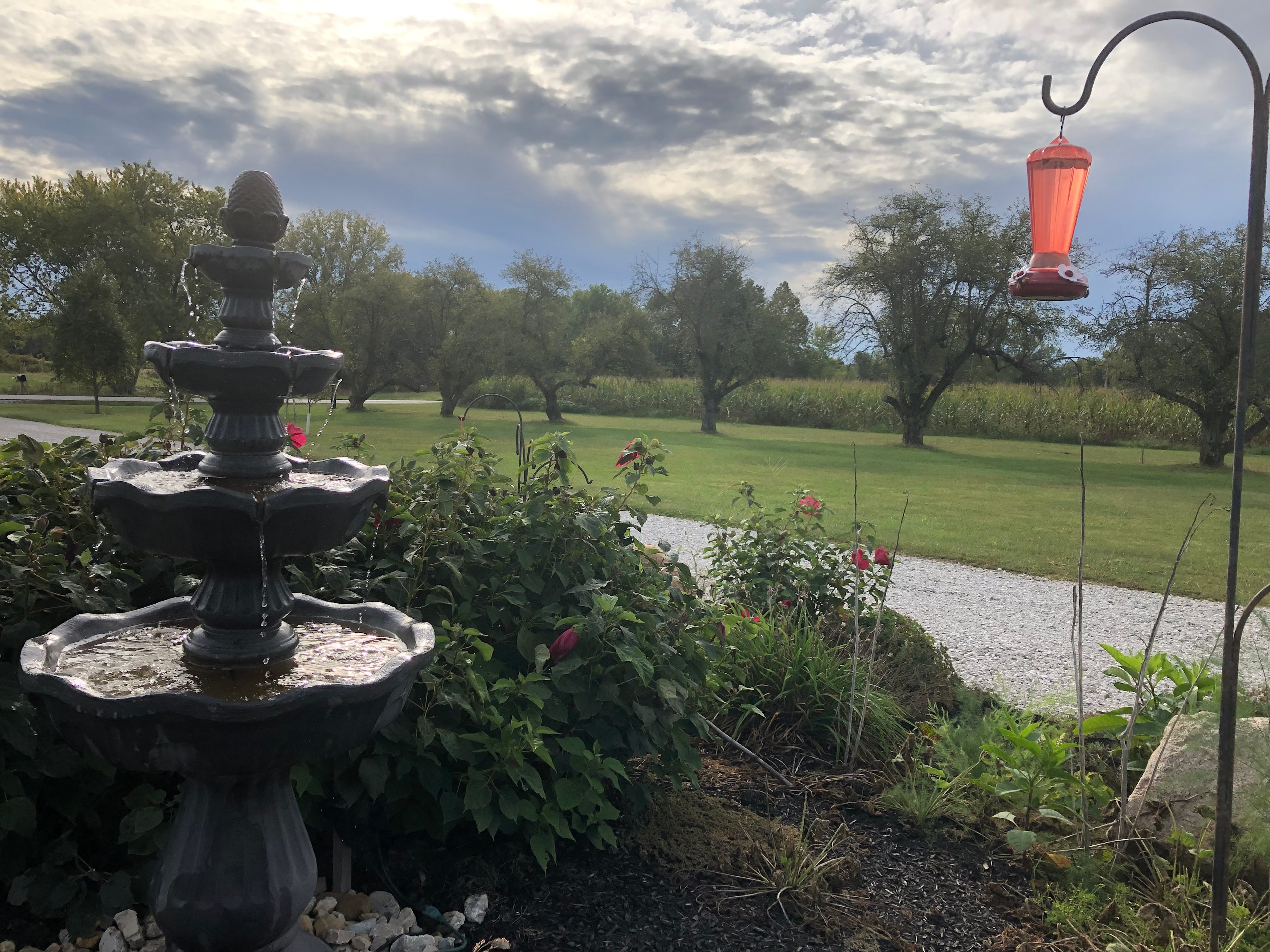 Hummingbirds to watch