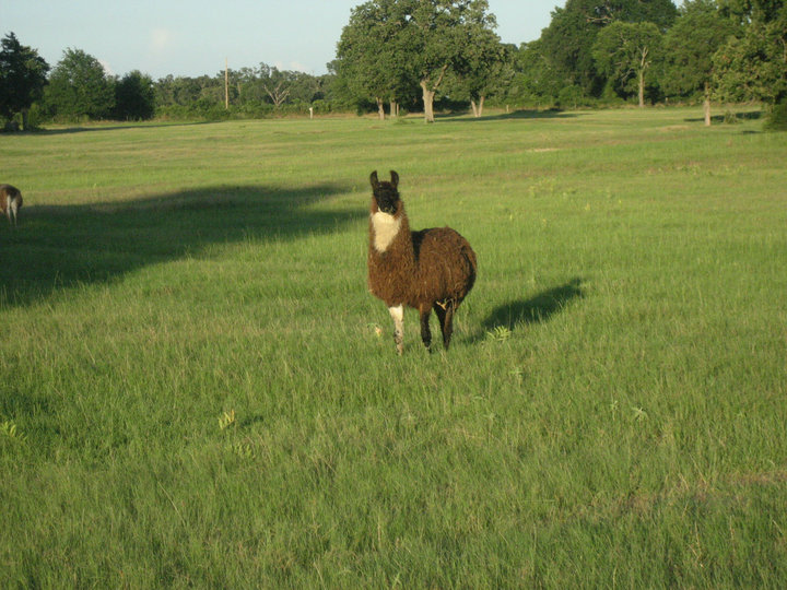 Llamaland Tent Camping