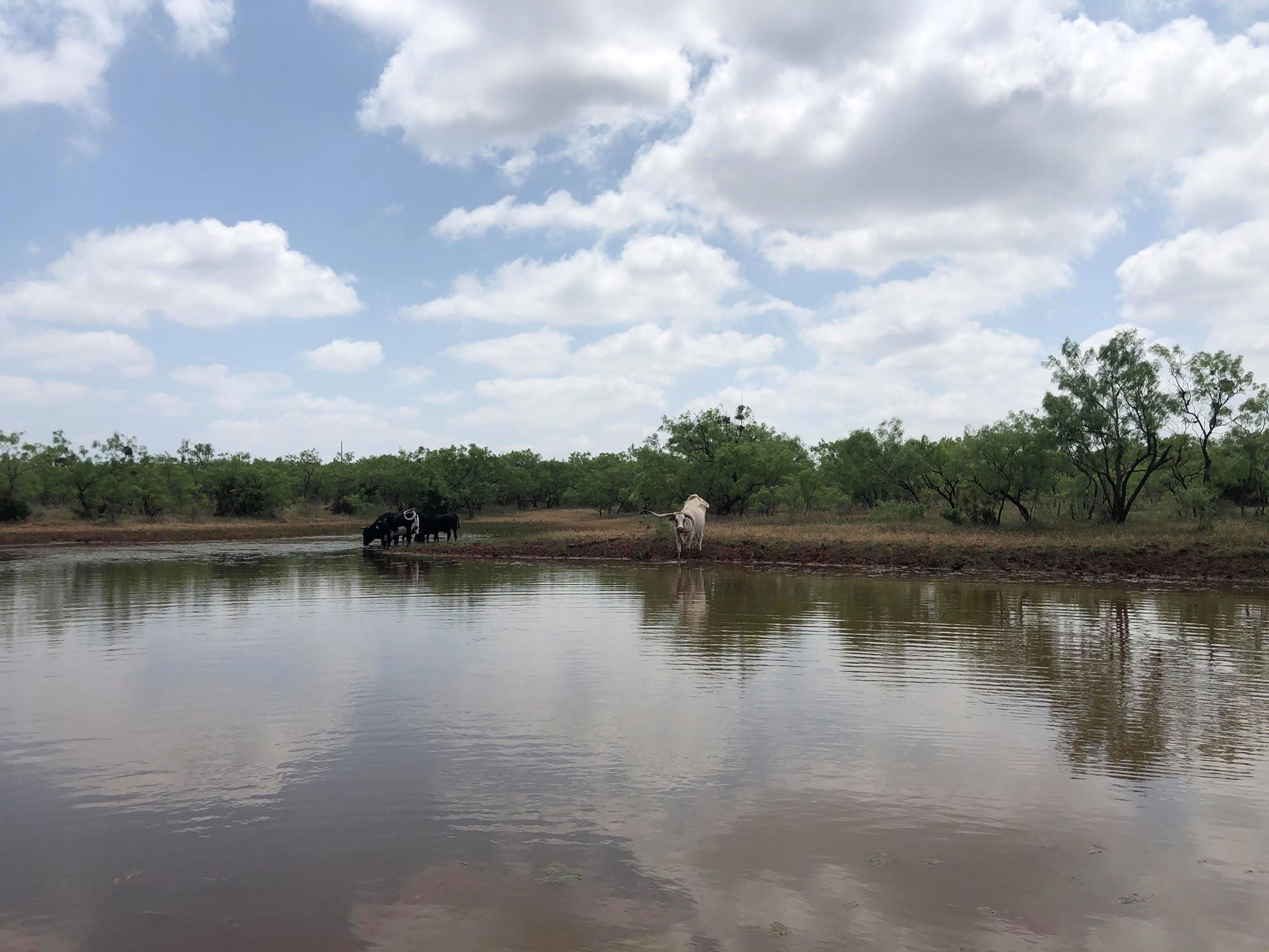 Summertime at the pollywog tank