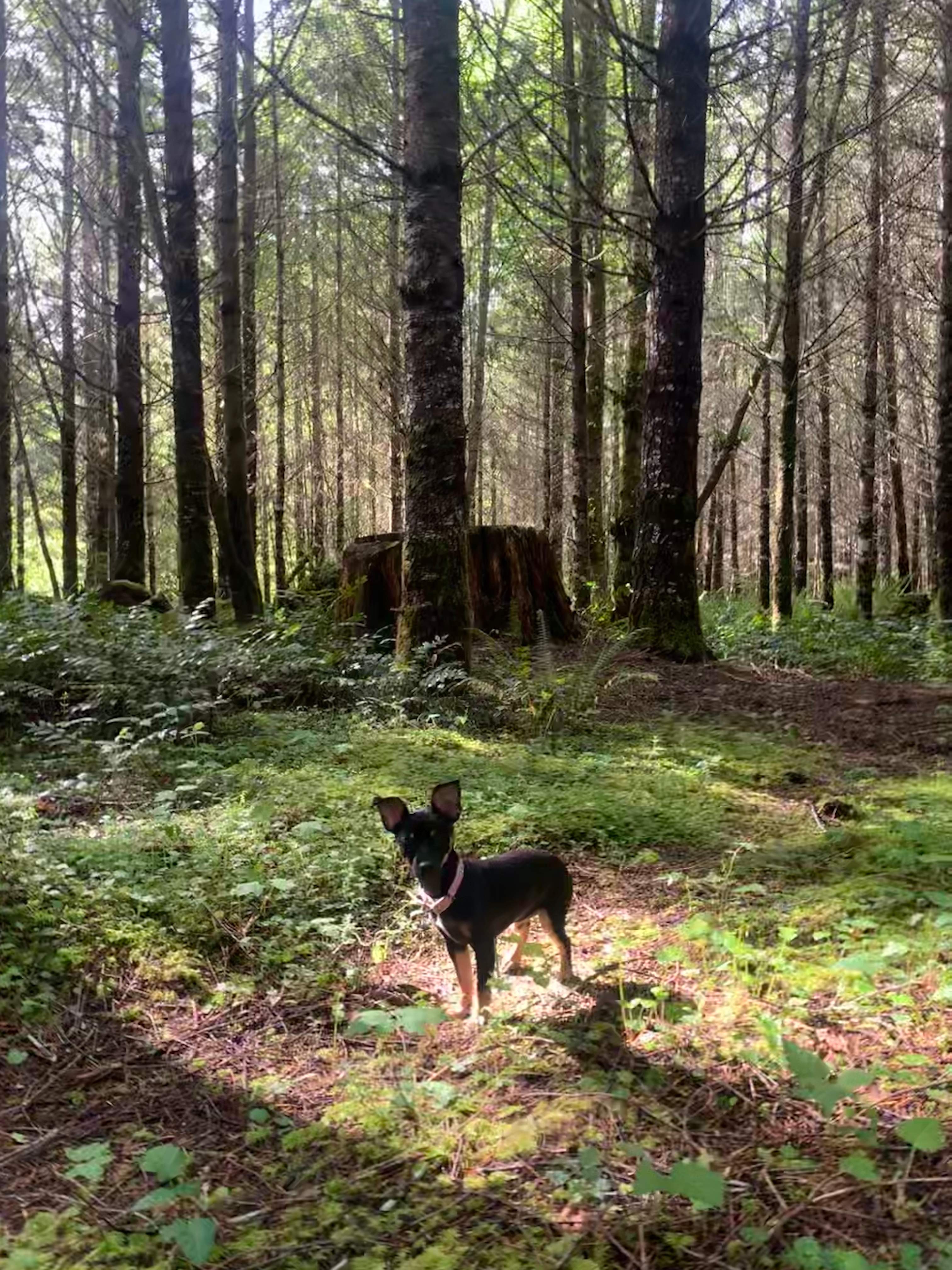 Zigzag Mountain Farm on Mount Hood