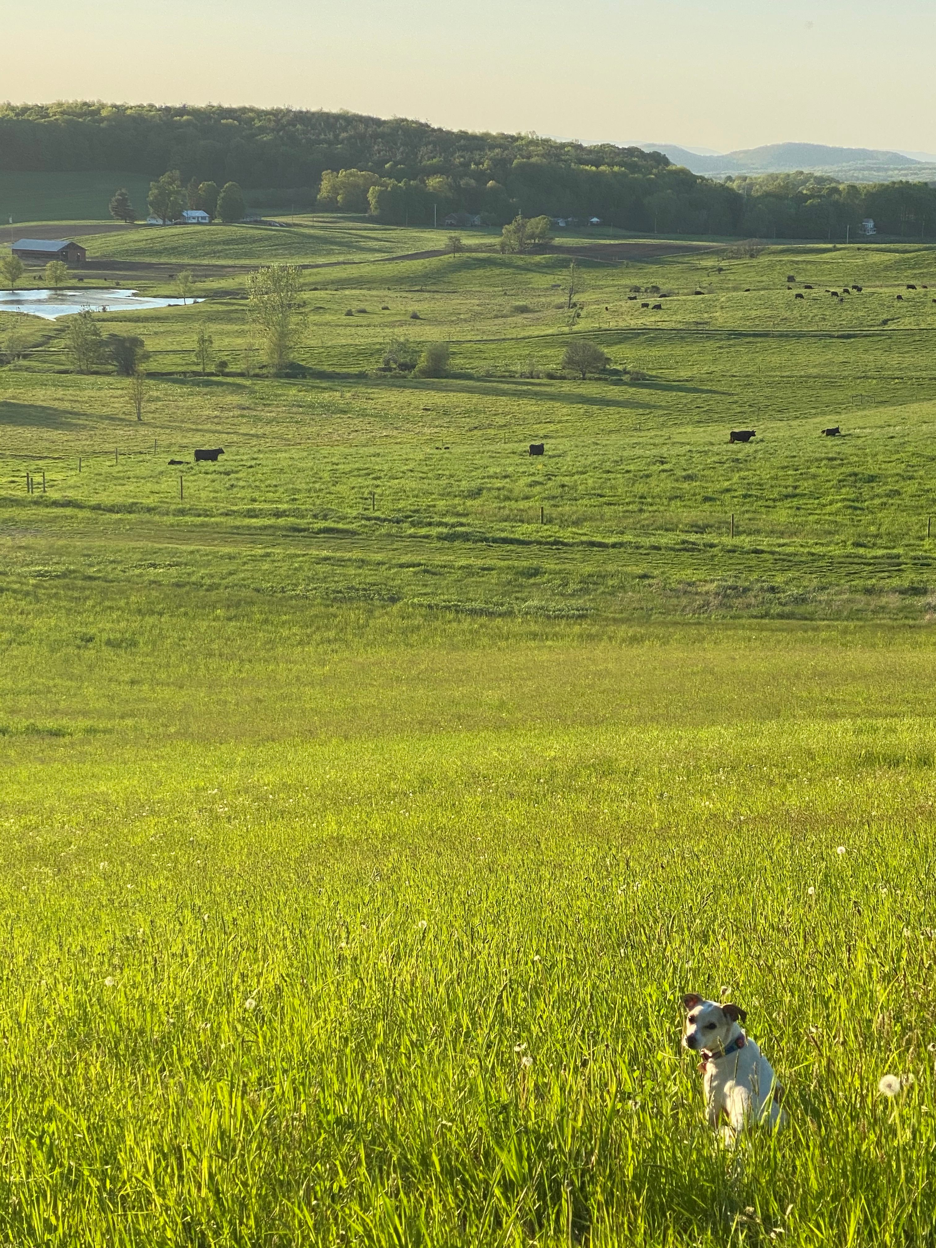 Cows and horses are in the distance.