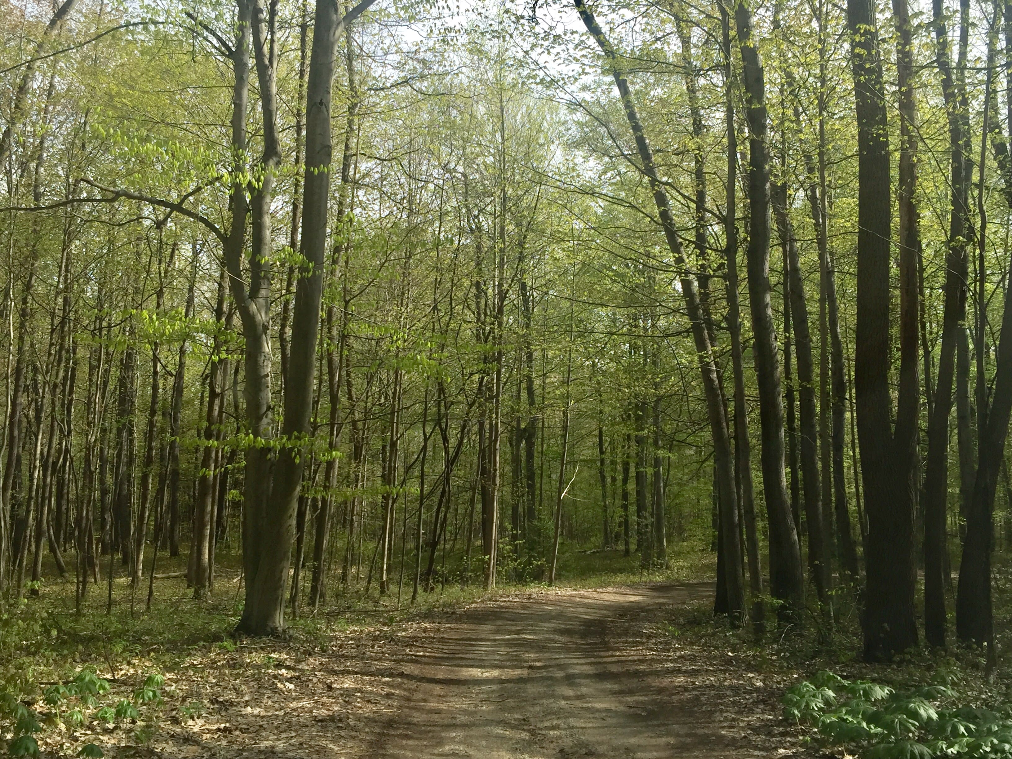 The driveway to the campsi