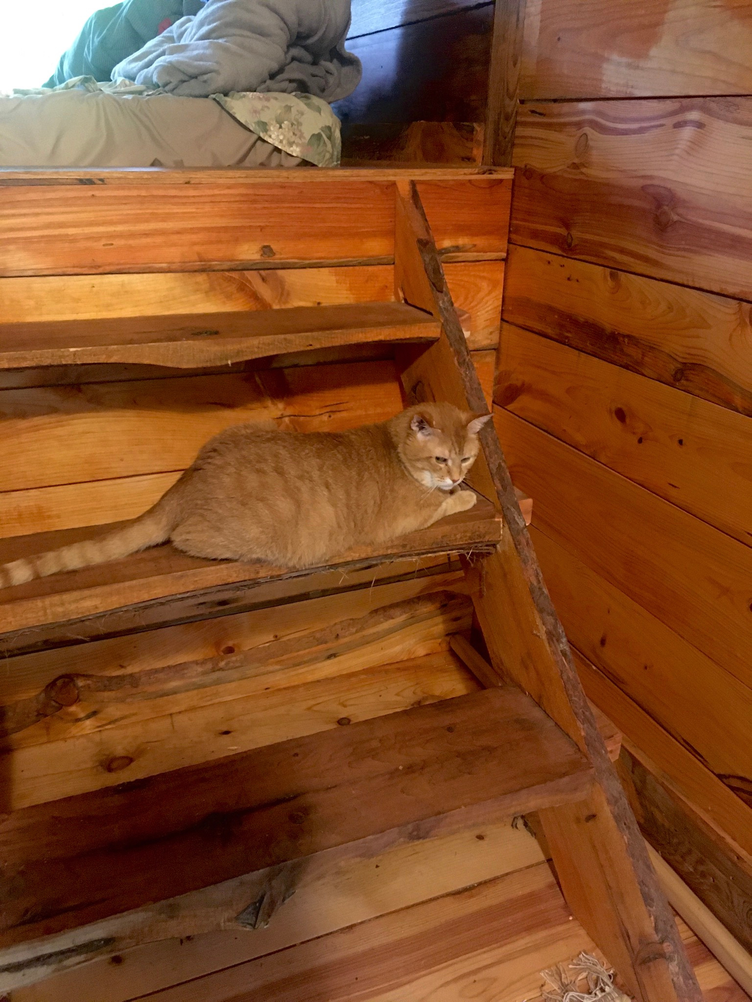 The Forest Sanctuary