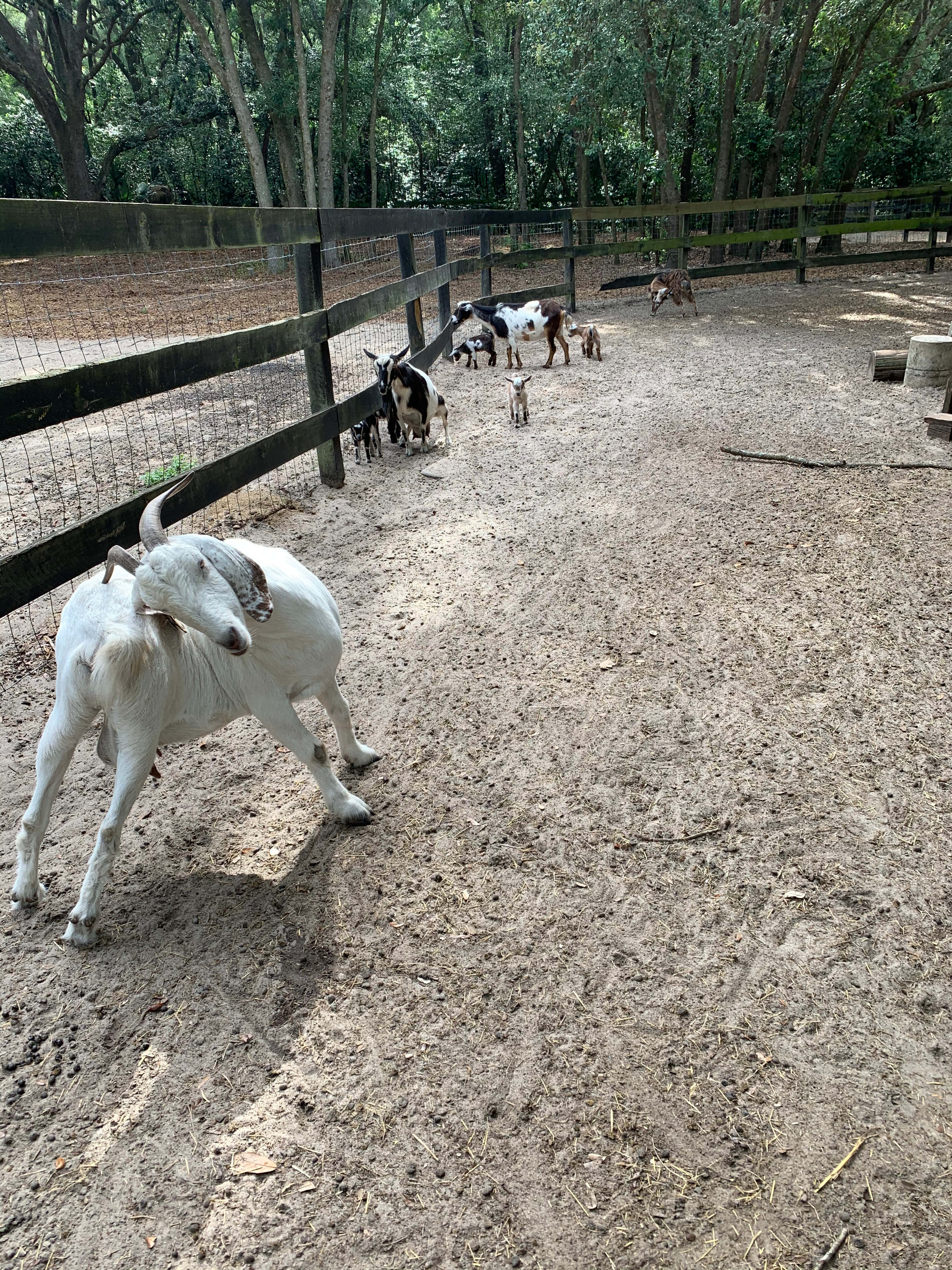 Home of Many Miniature Animals