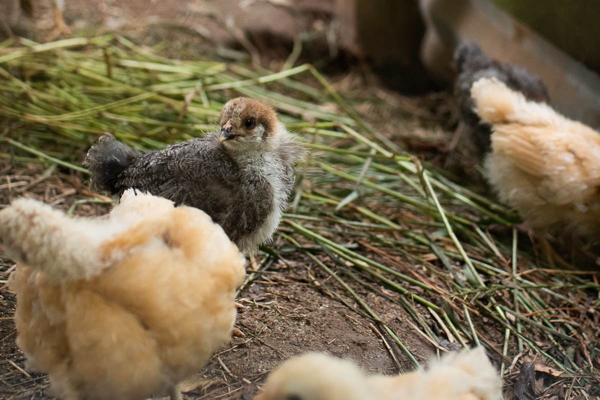 It was so fun watching the new baby chicks run around