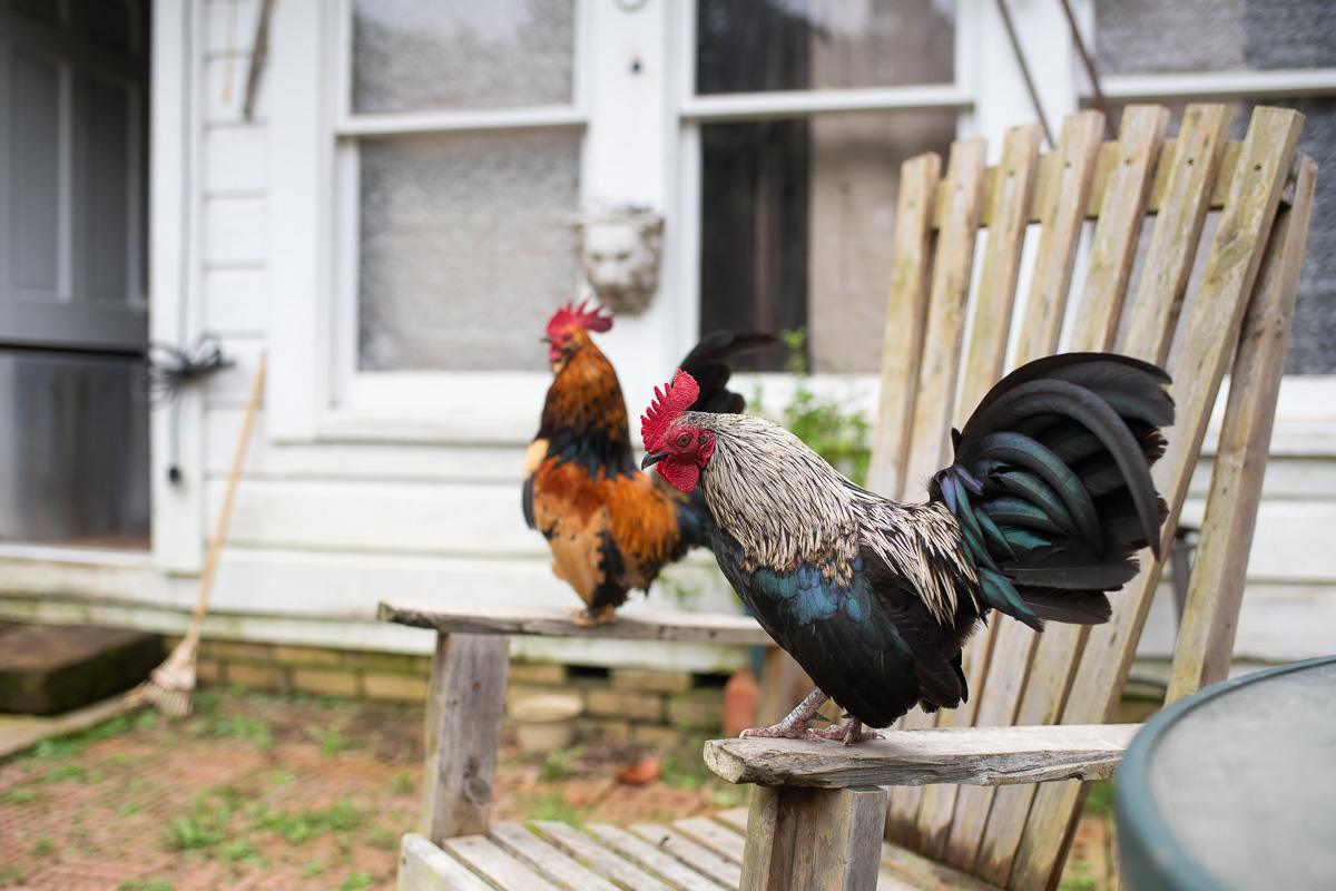The resident roosters 
