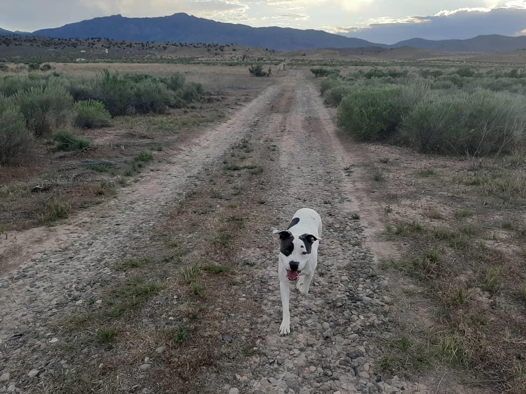 Lakeside Cabins and Camping