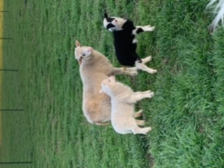 We raise Shetland sheep