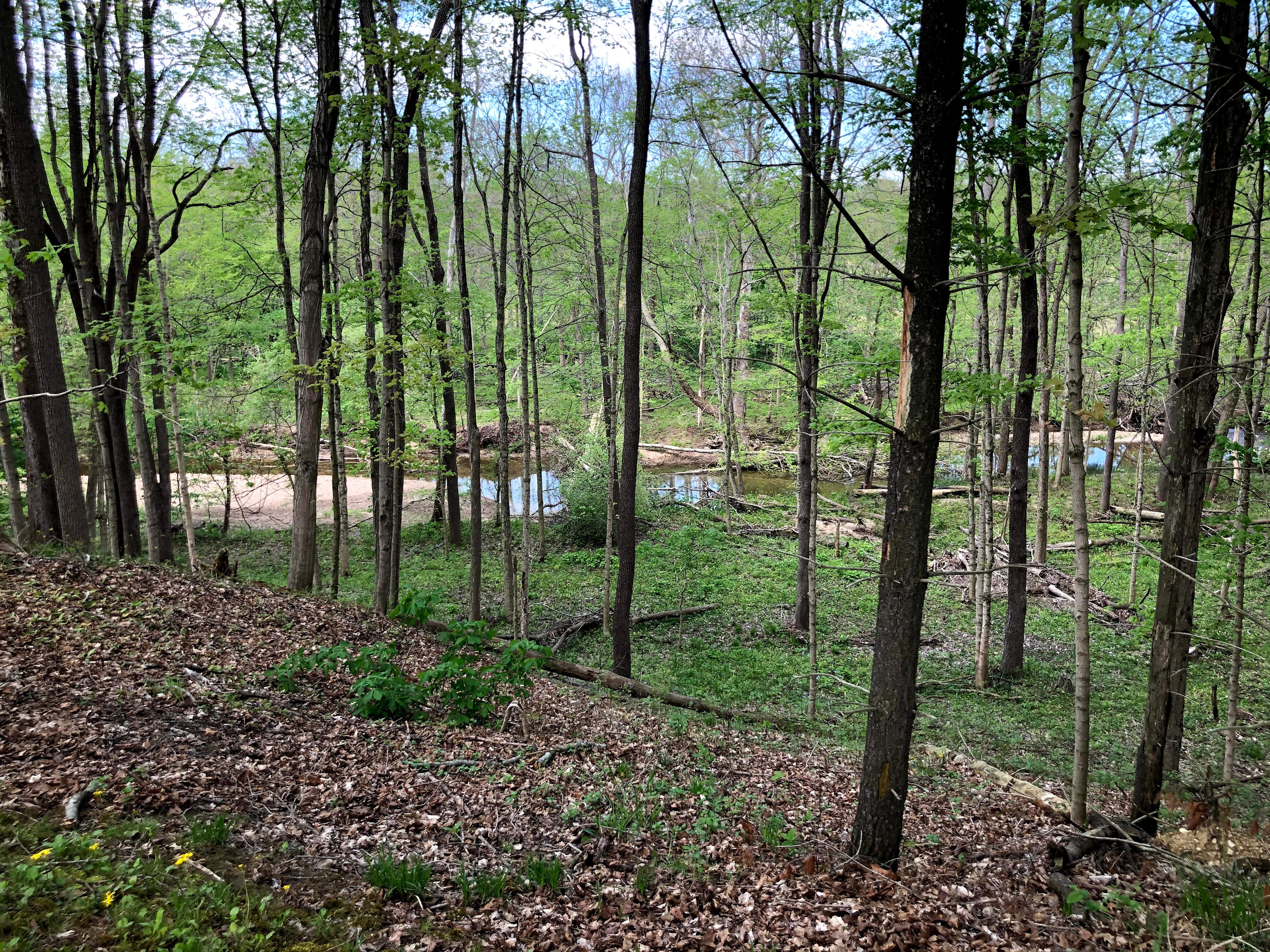 View of creek from the campsite