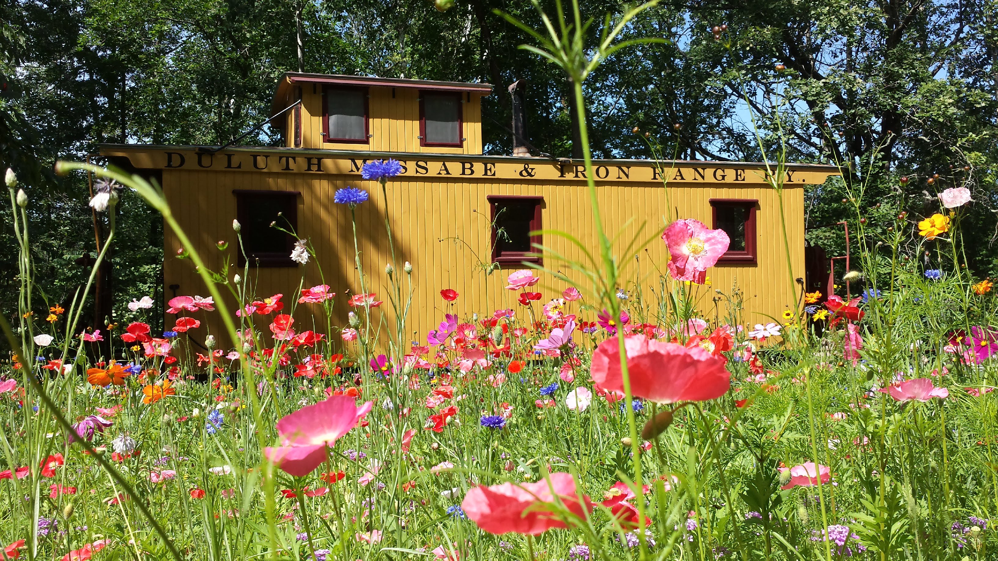 The wildflowers in full bloom just outside the caboose