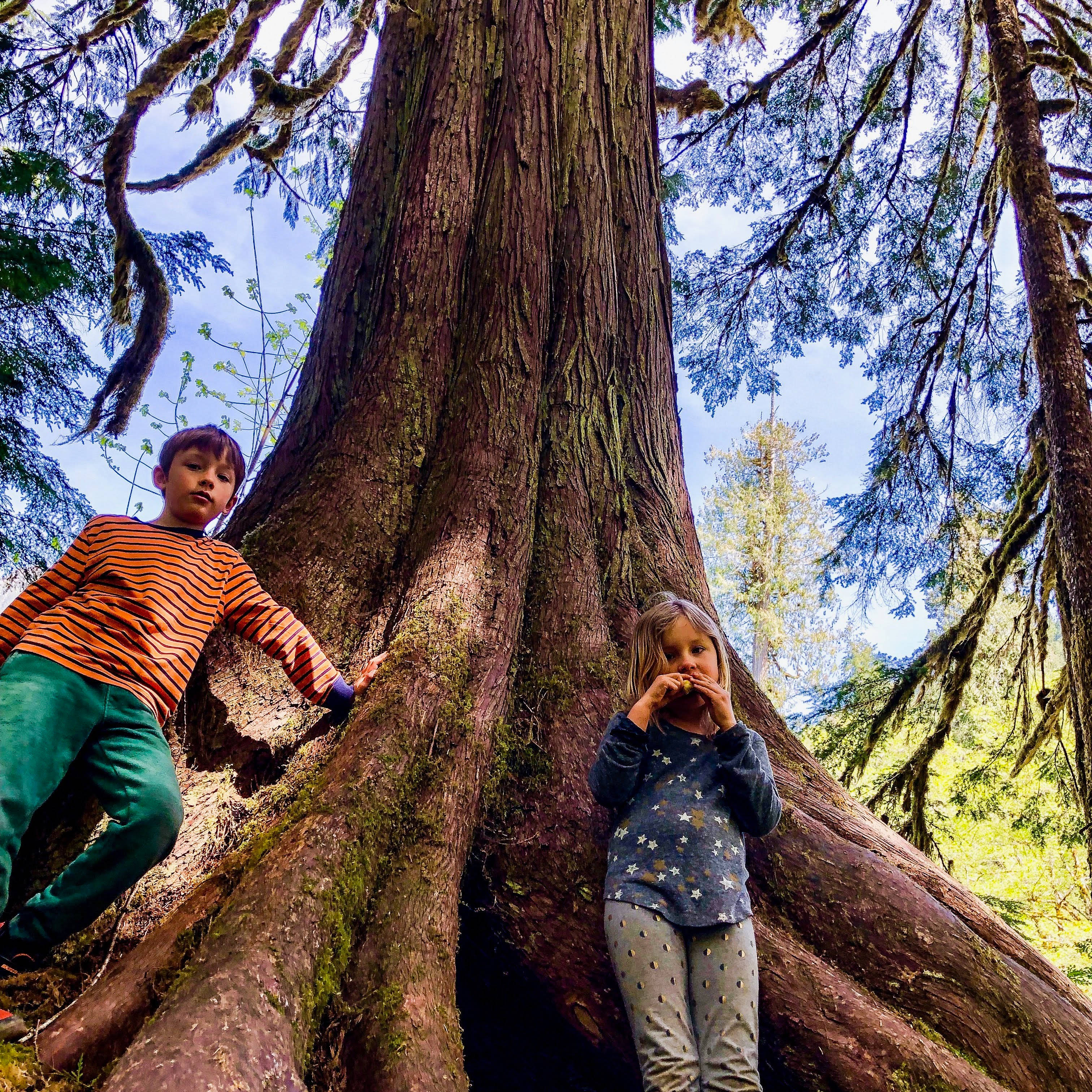 Large Trees at nearby hiking trails