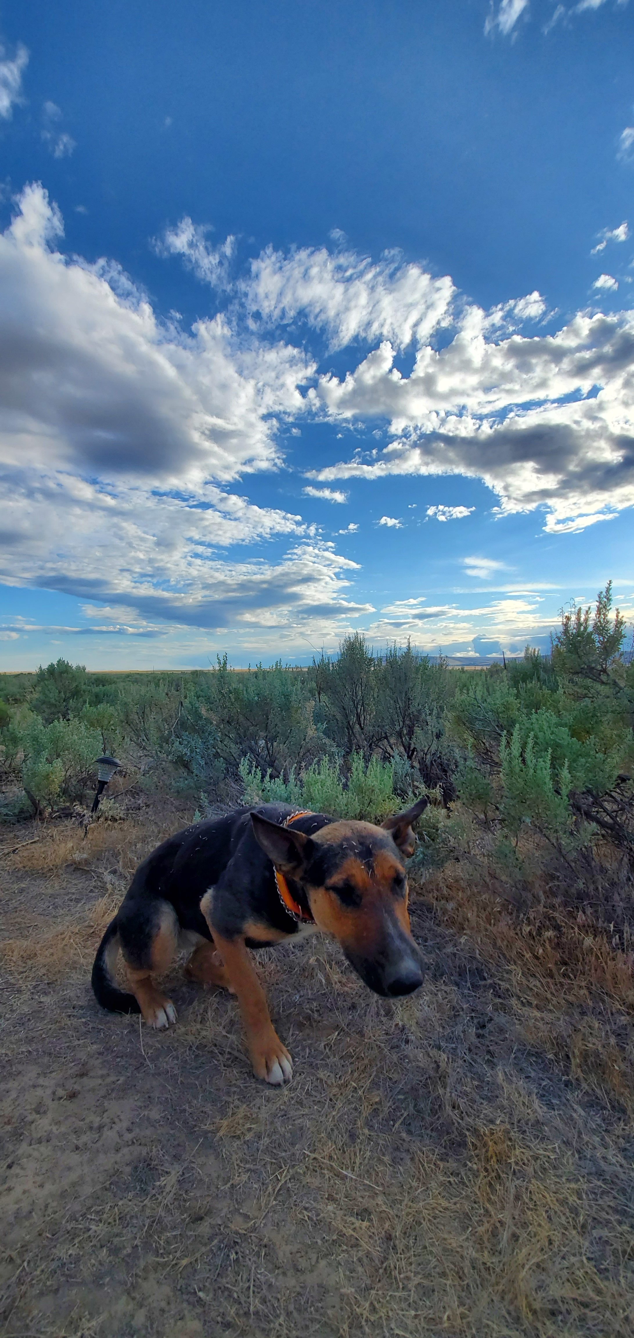 sagebrush scablands