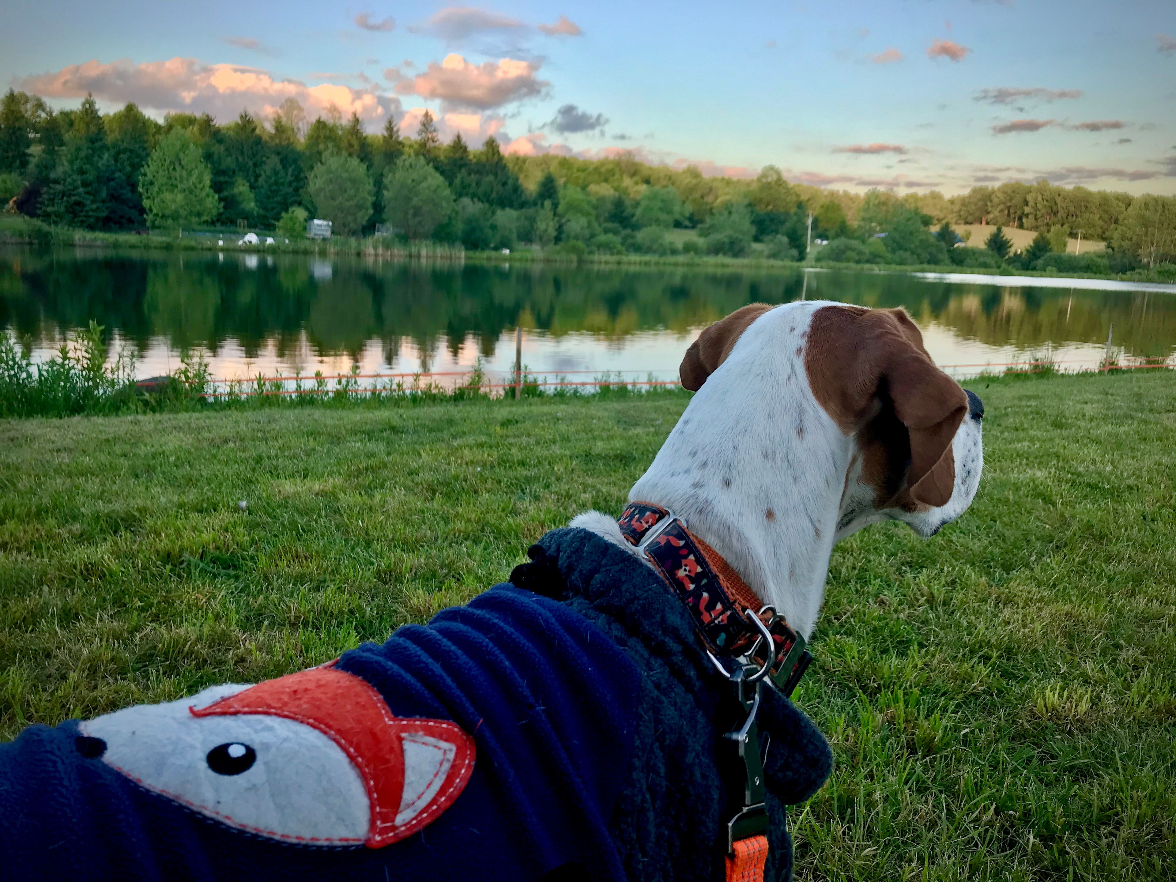 Watching wildlife at the pond