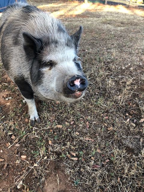 Mommapeggs Getaway in the seirra