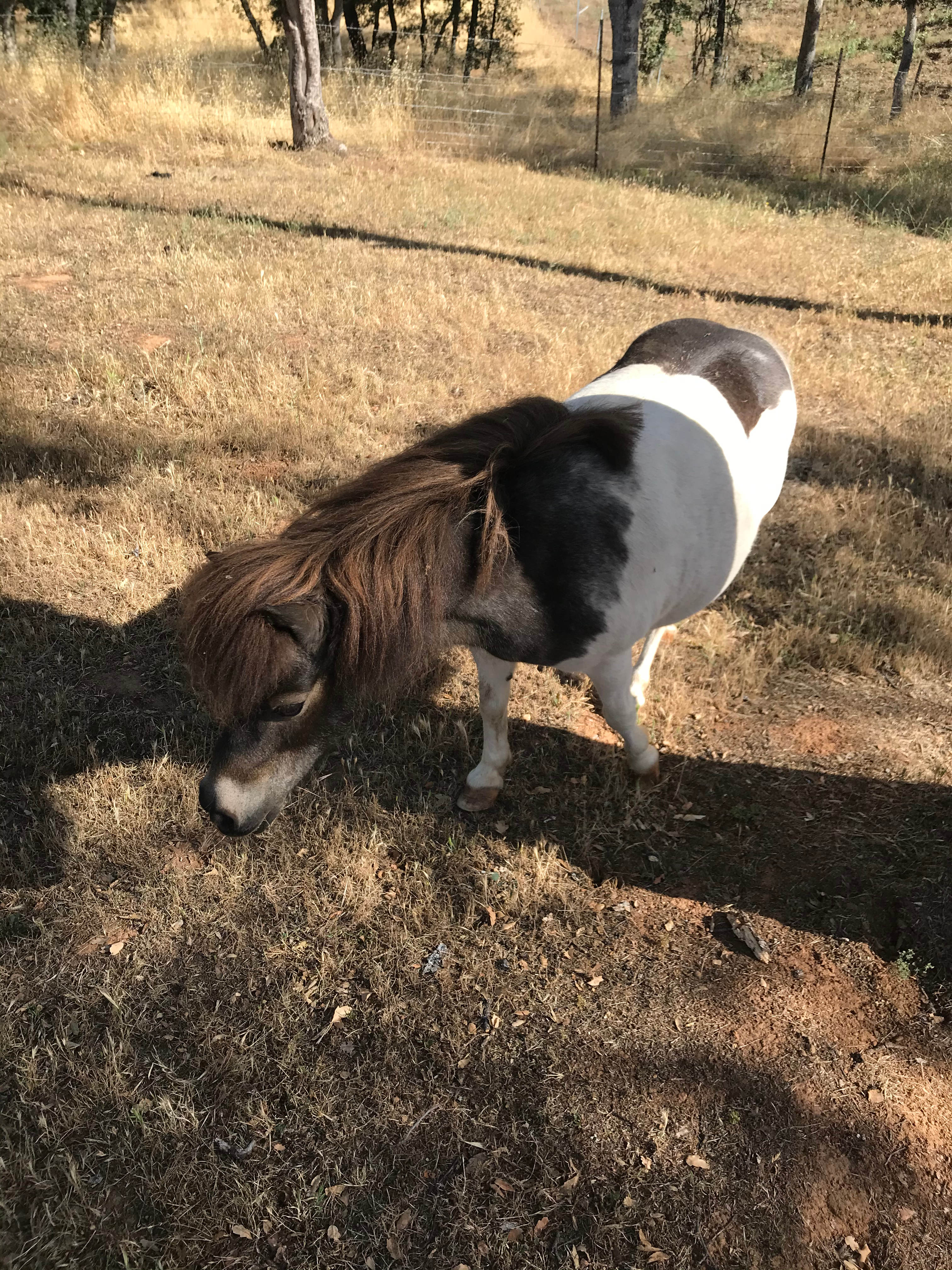 Friendly Donkey/Mini Horse on the campground