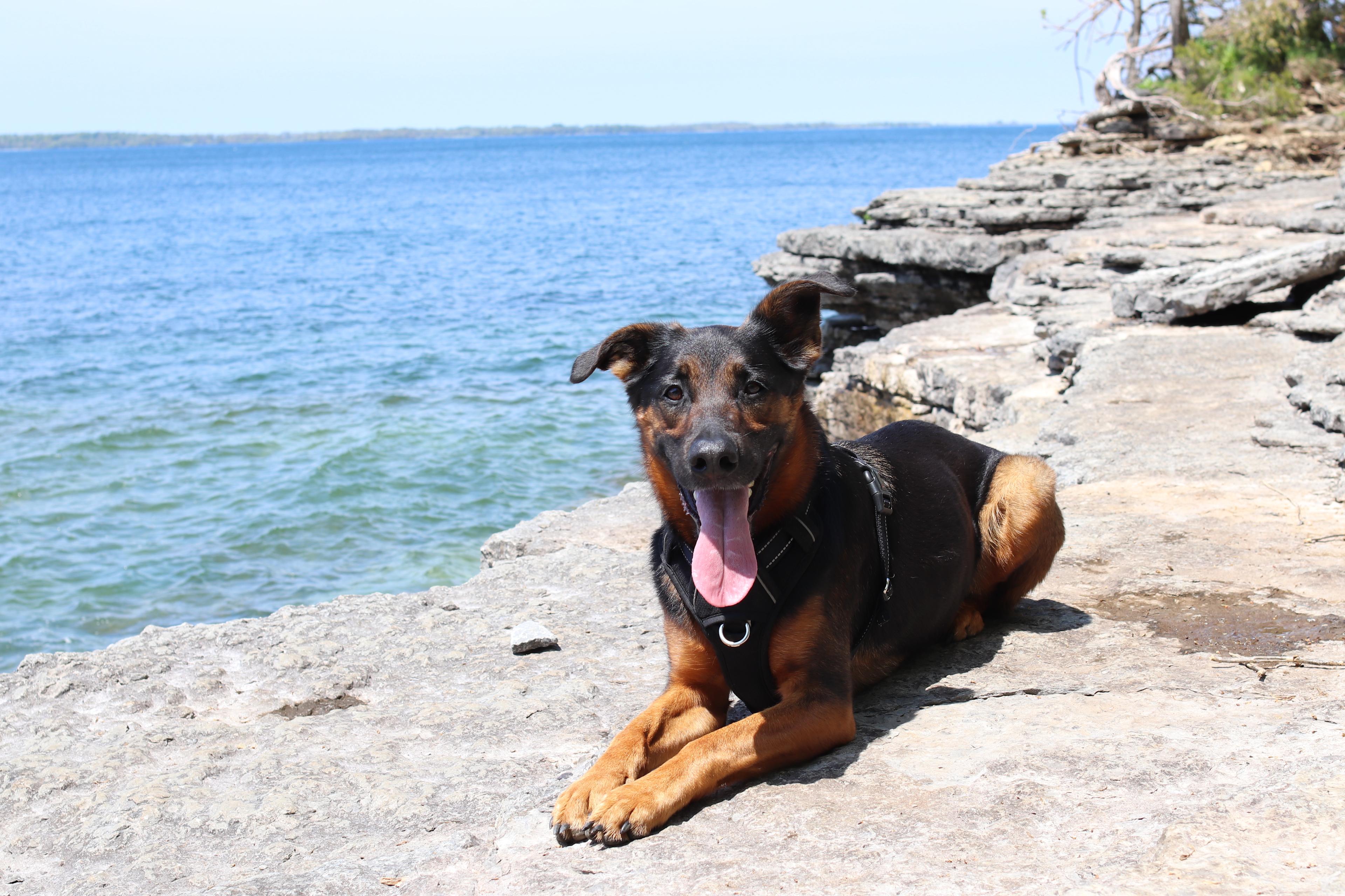 This is our dog Sadie being a good girl. (The lake in the photo is not on our property, unfortunately)