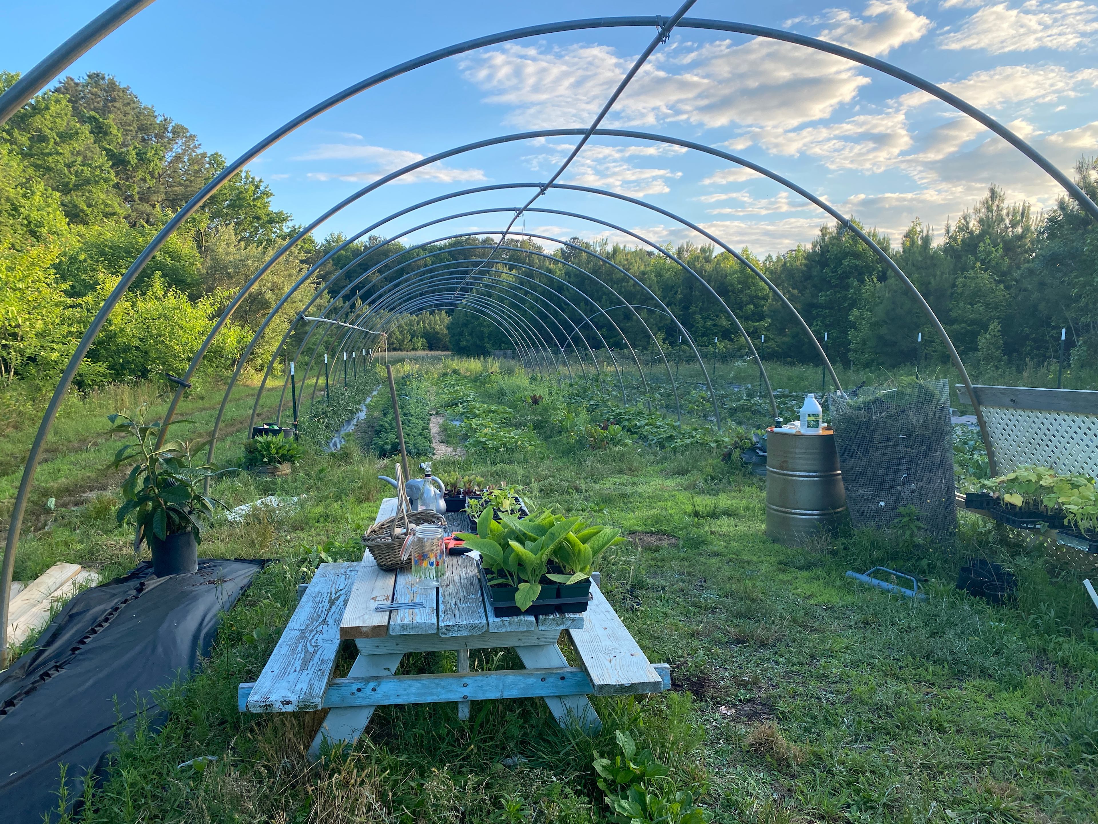 Shine & Rise Magic Food Forest