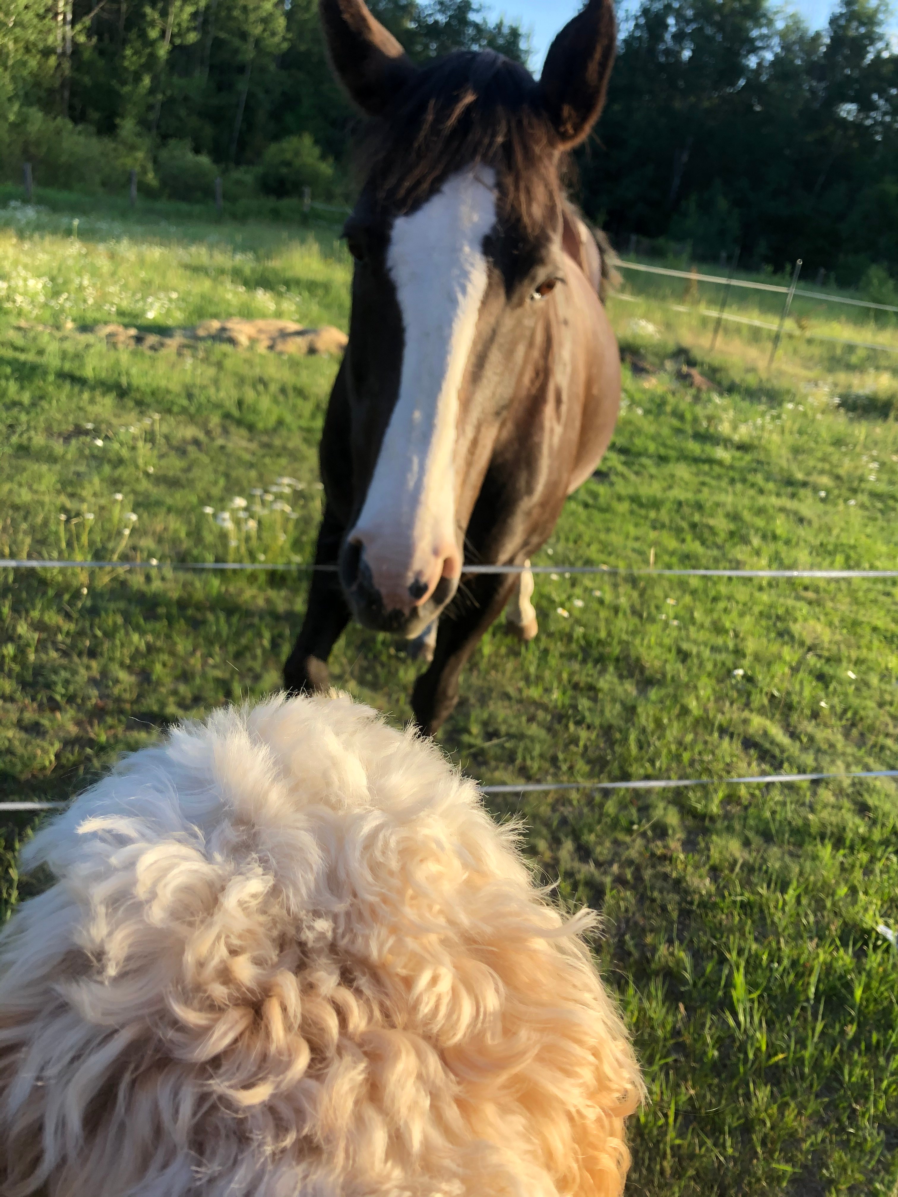 Mae Mae the horse is a wonderful addition!  So friendly! 