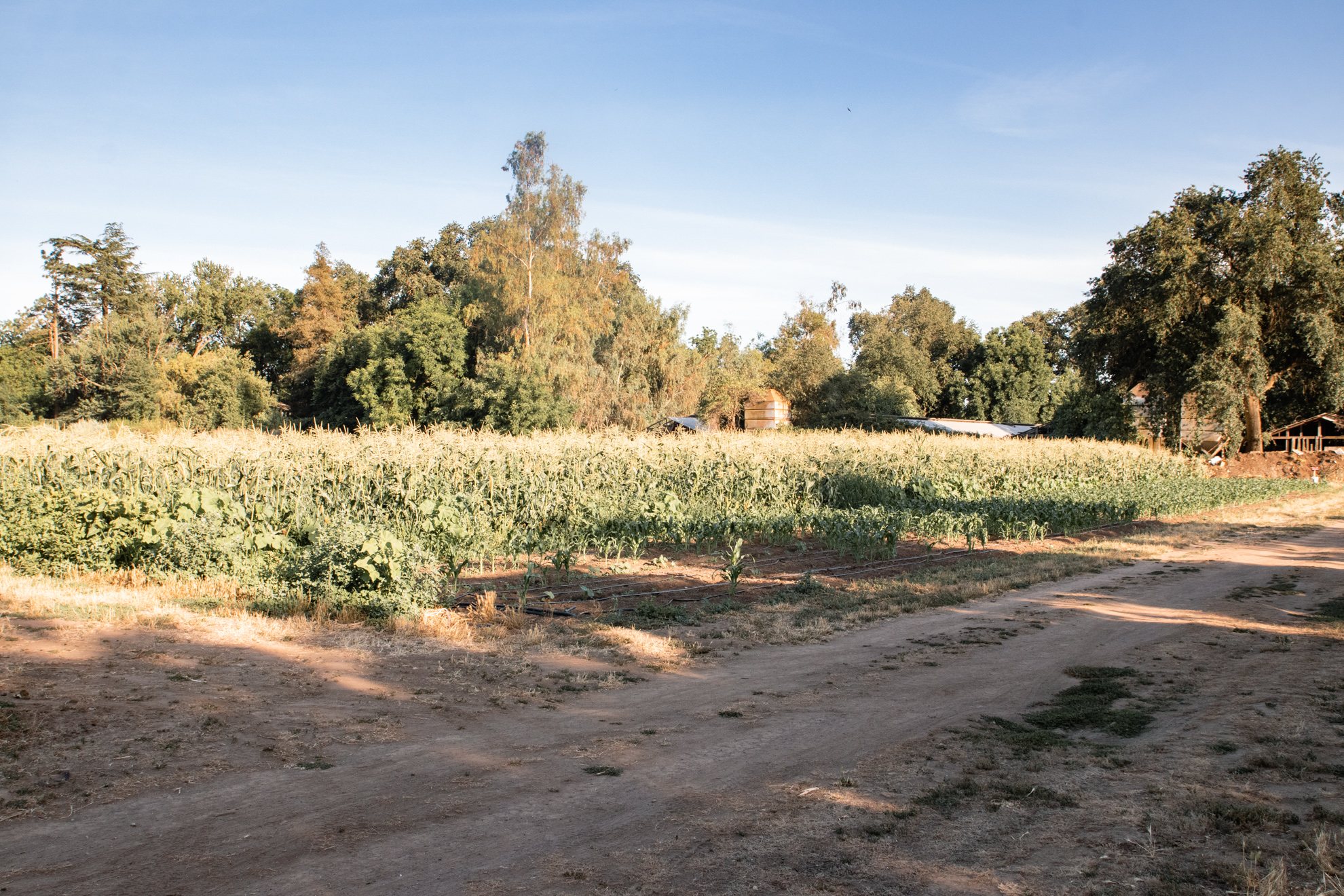 Farm view looking south.
