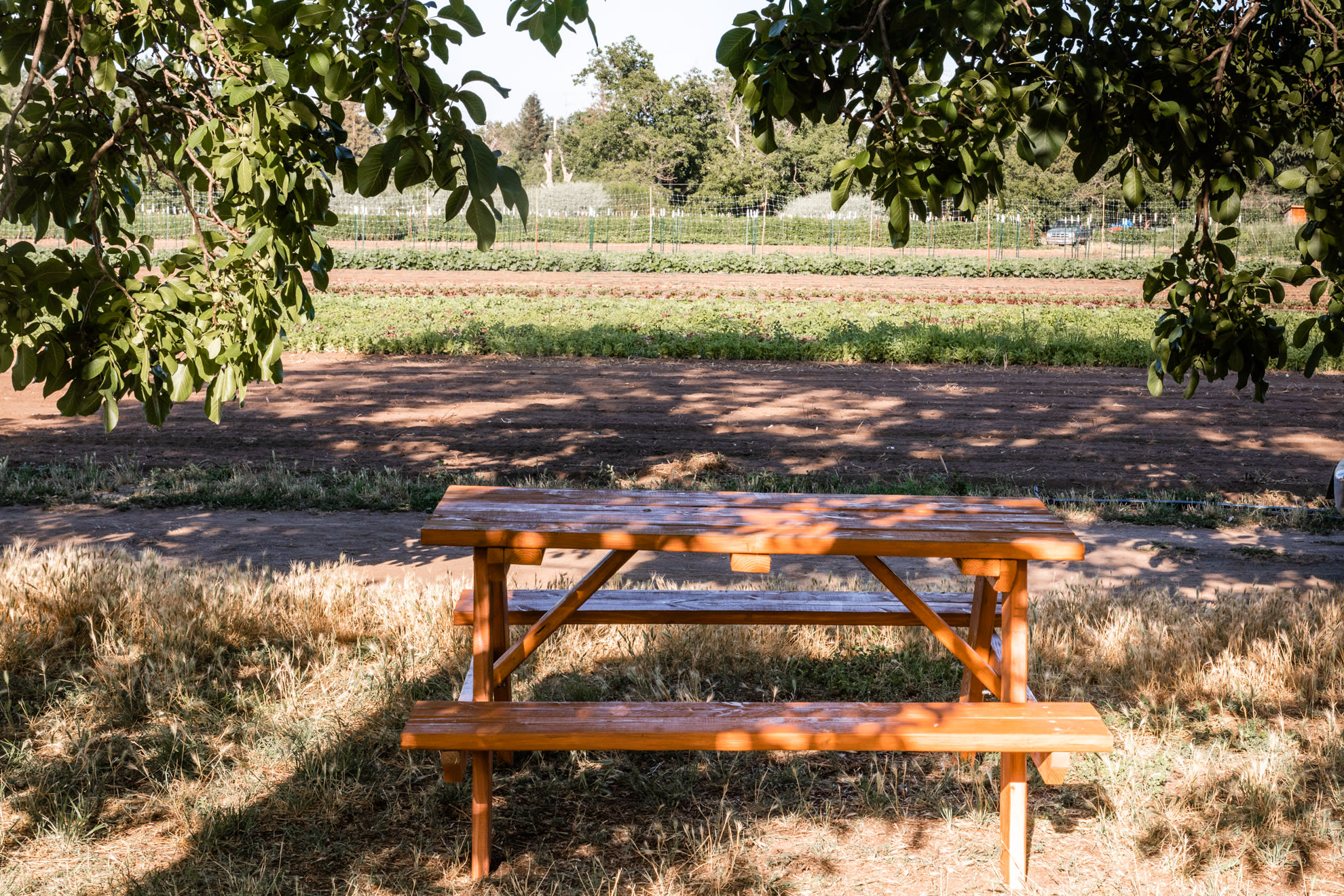 Picnic Bench view from Chandler Grove Campsite