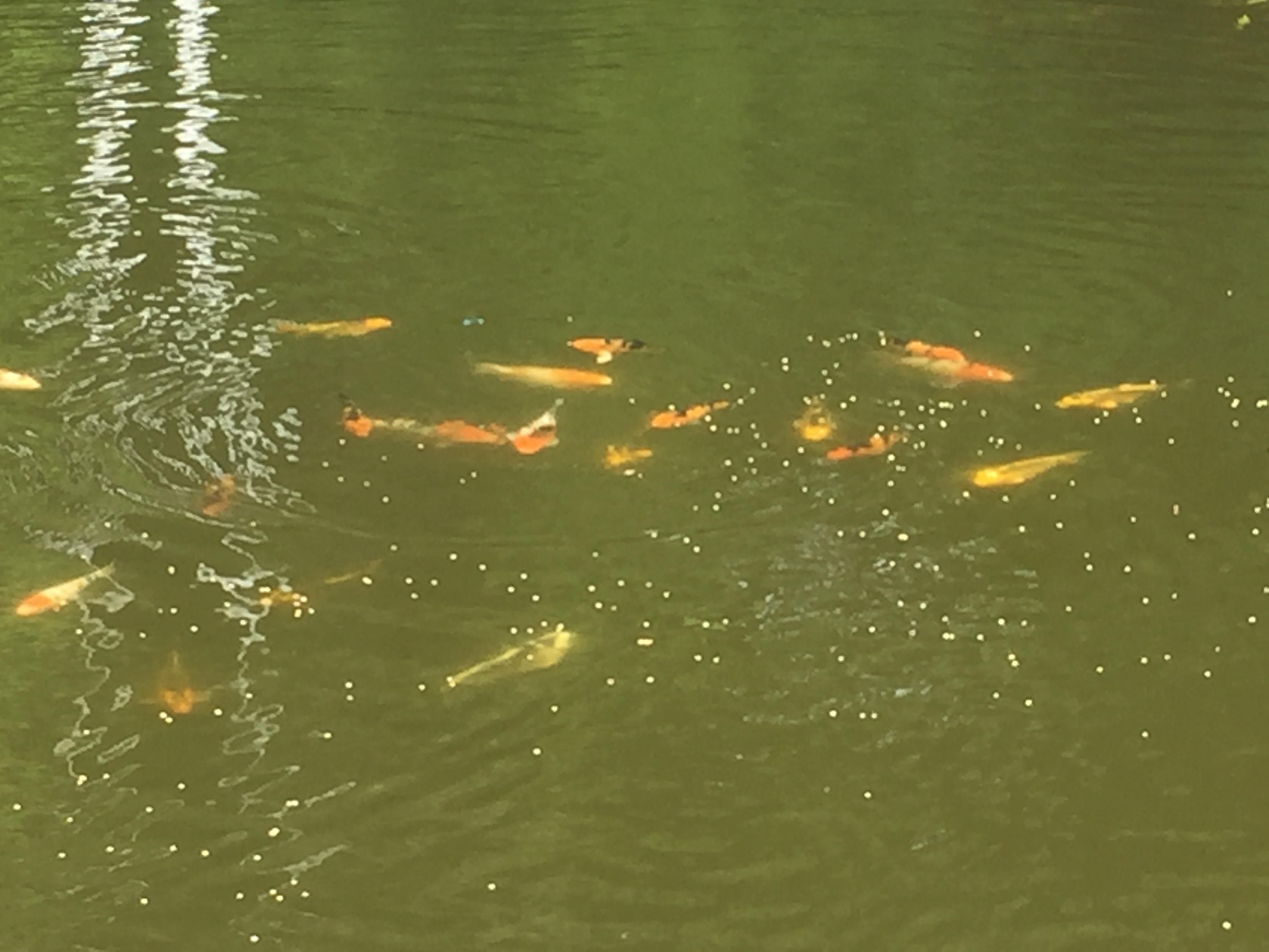 Koi in the Meditation Pond