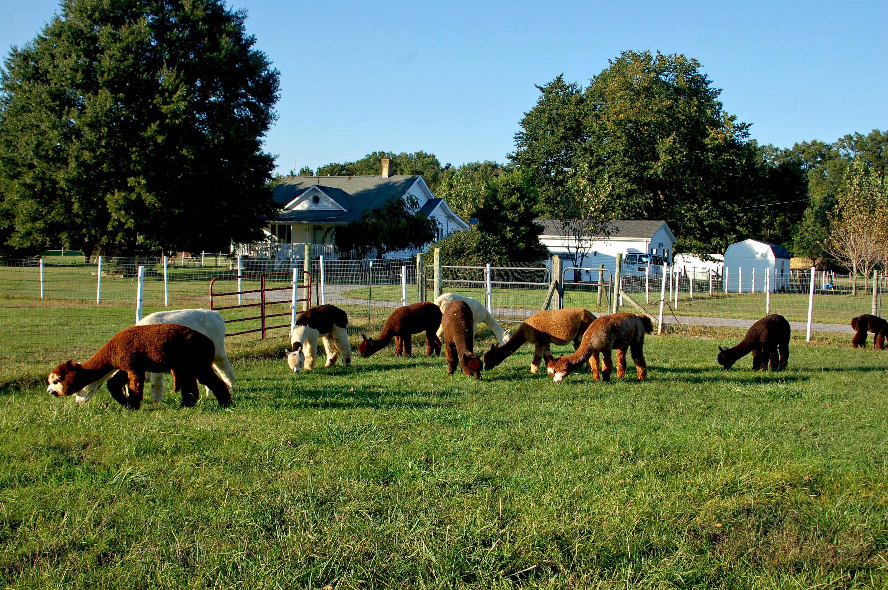 Outstanding Dreams Alpaca Farm