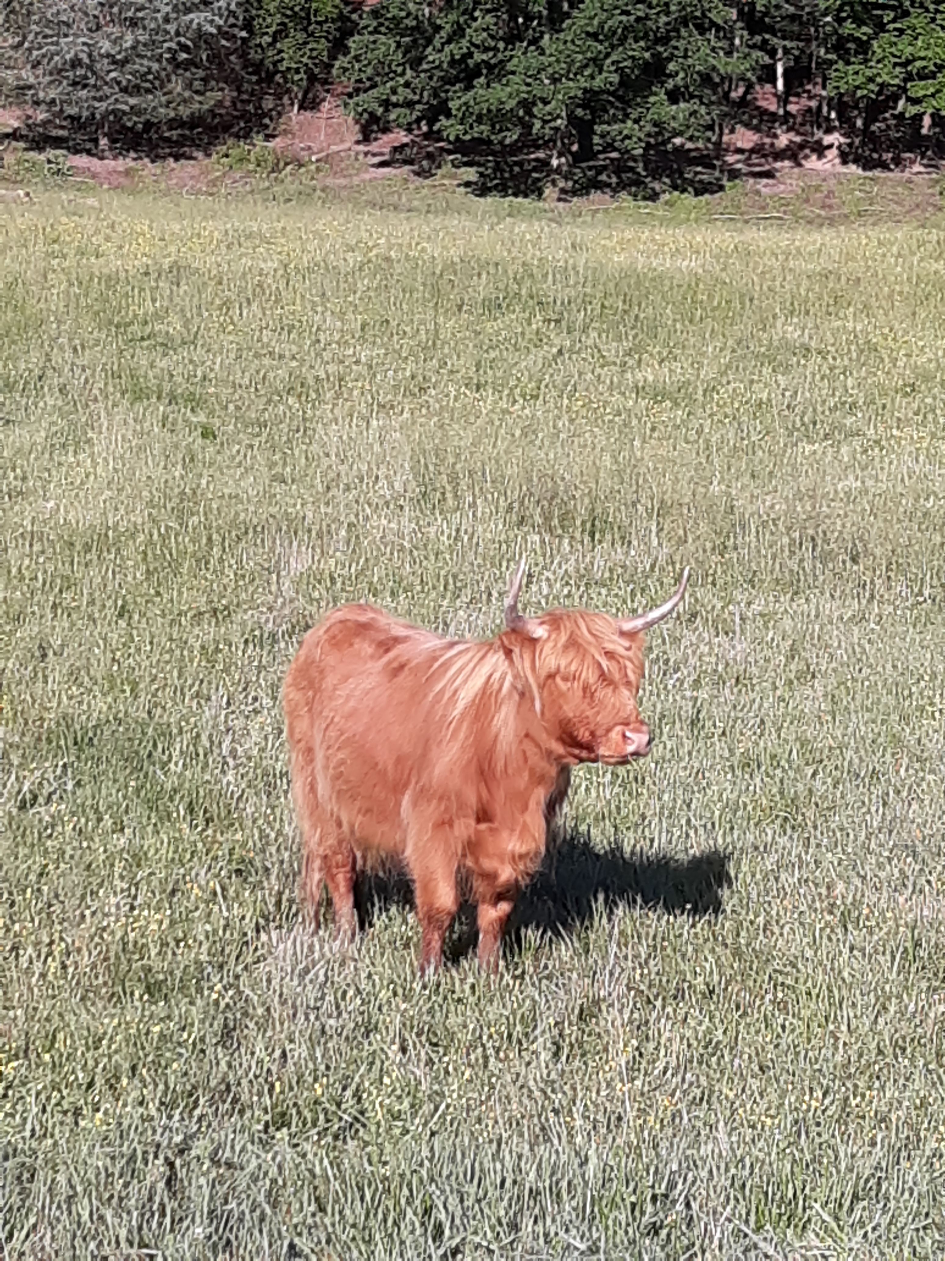 Harley one of our resident Highlanders. She loves back scratches.