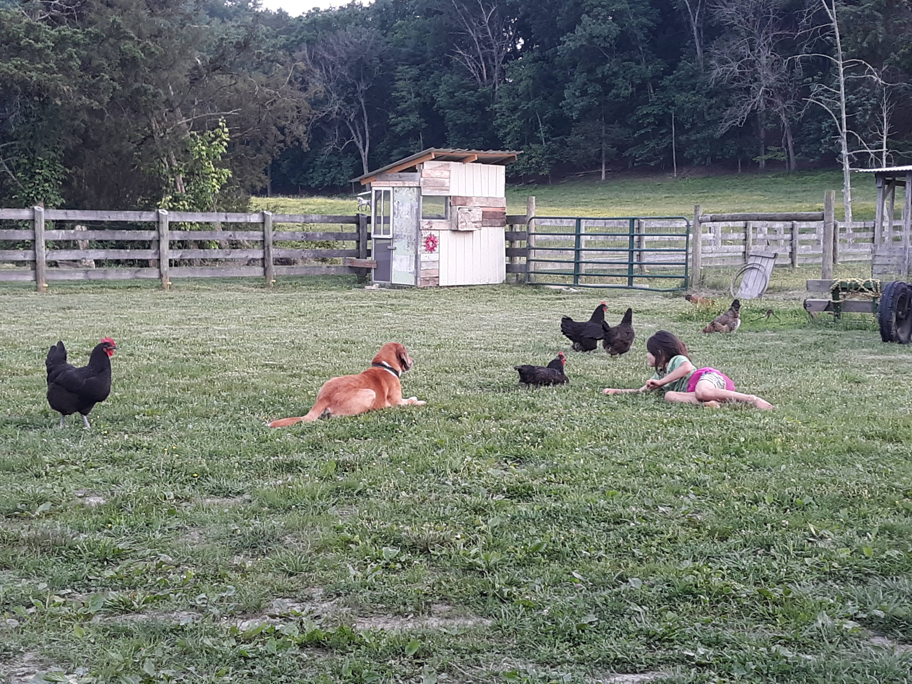 Hanging with the chickens