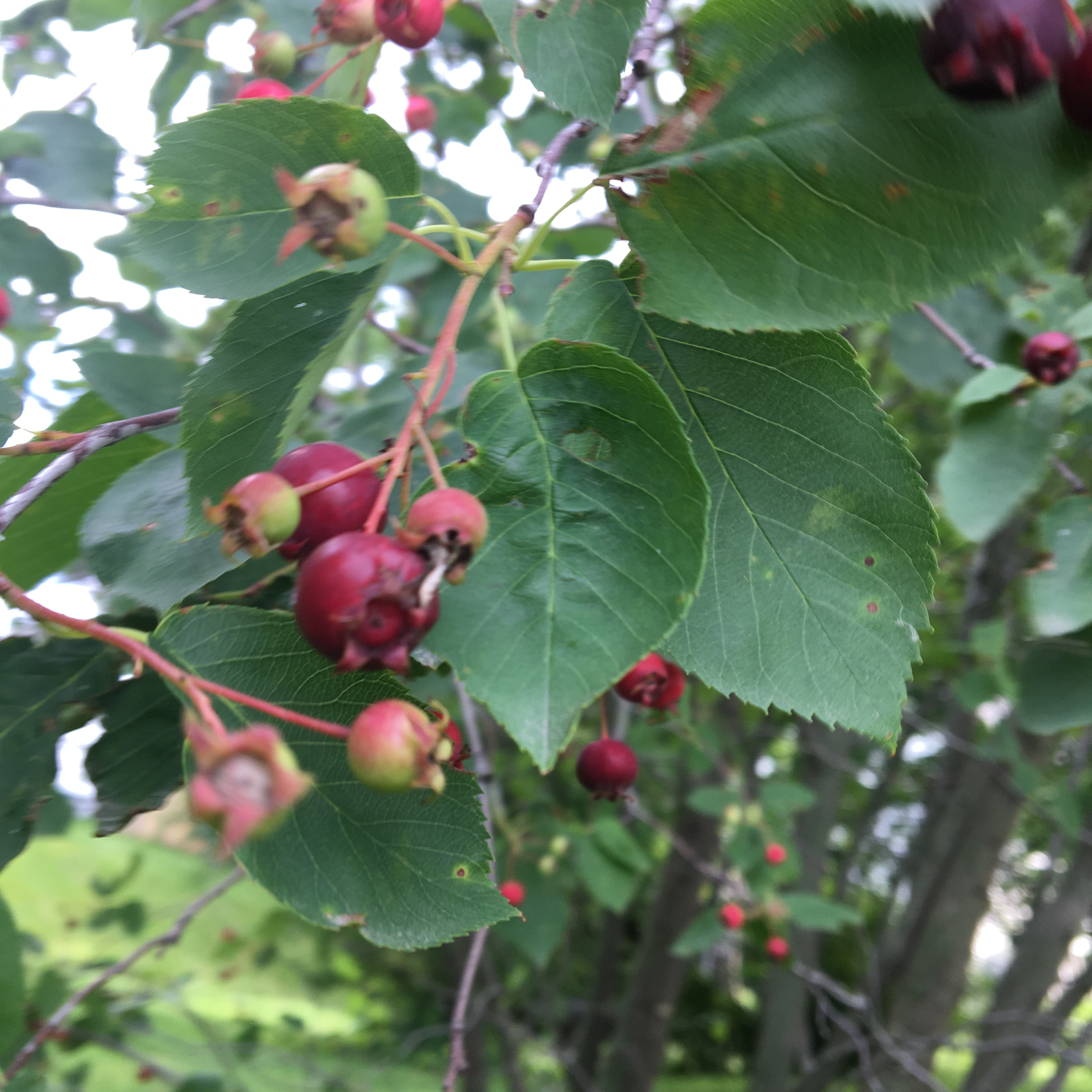 Serviceberries