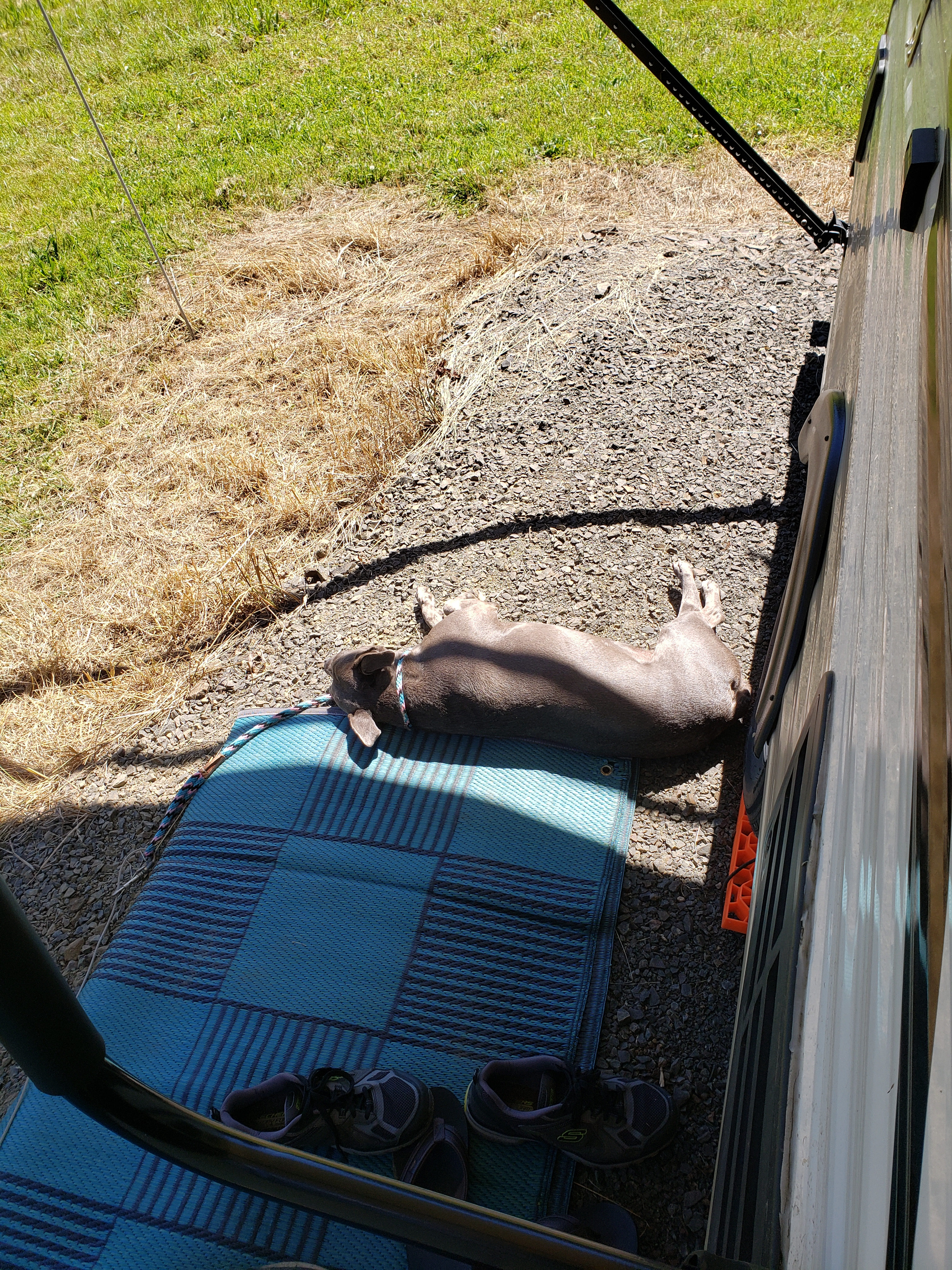 My pup basking in the sun