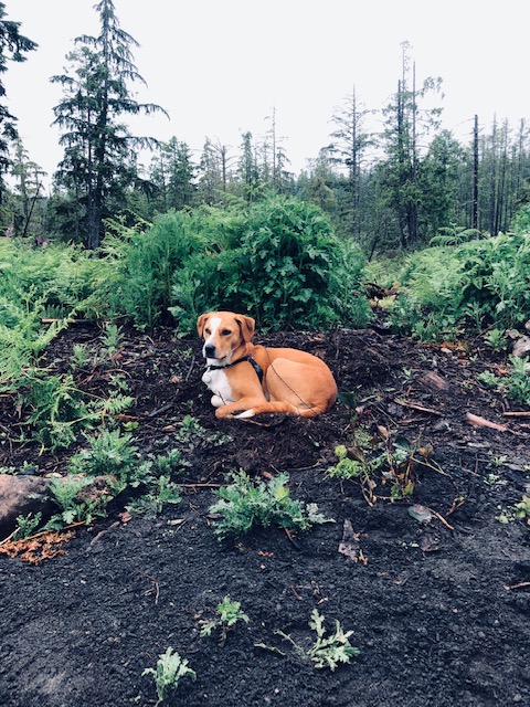 Medley Woods - Great for Groups!